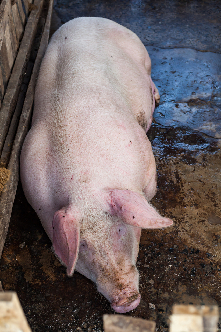 夏尔马猪是世界上最大的猪品种之一,原产于英国, 2.