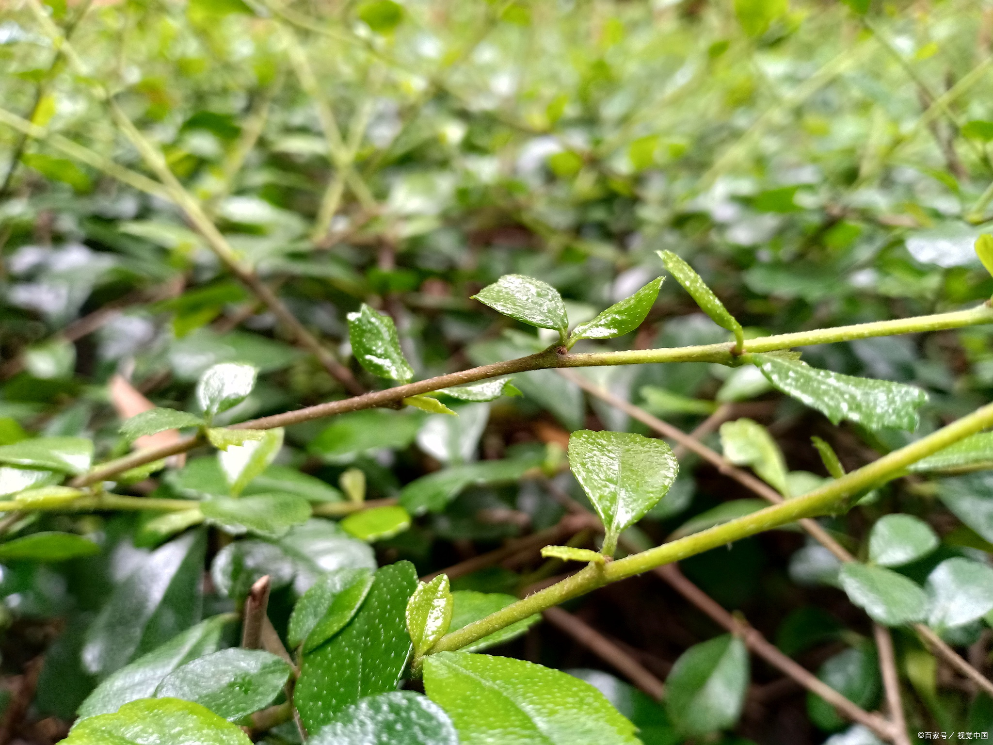 地锦草:中医药材的实用宝库,功效与作用详解