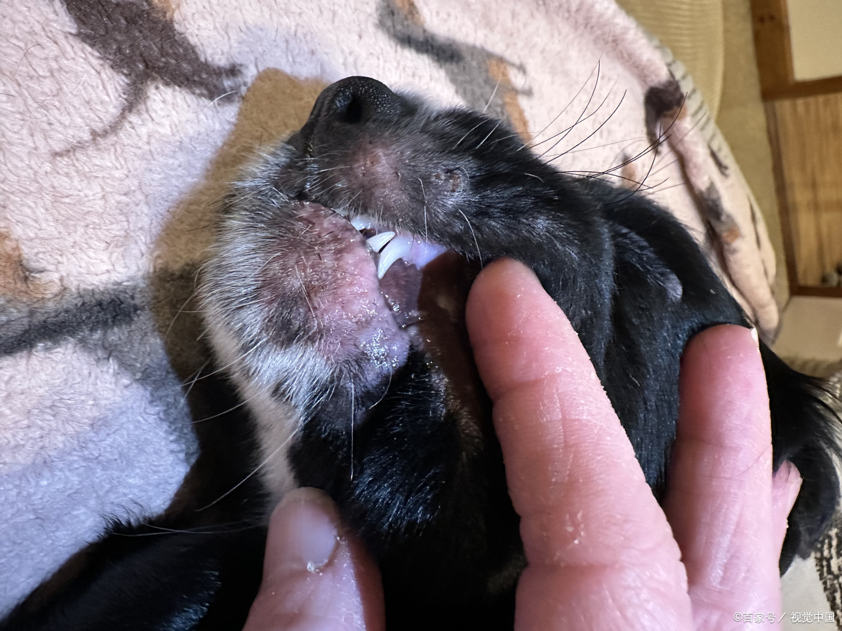 蜜袋鼯是鼠类的吗 蜜袋鼯不是鼠类,而是有袋类动物,属于哺乳纲有袋目