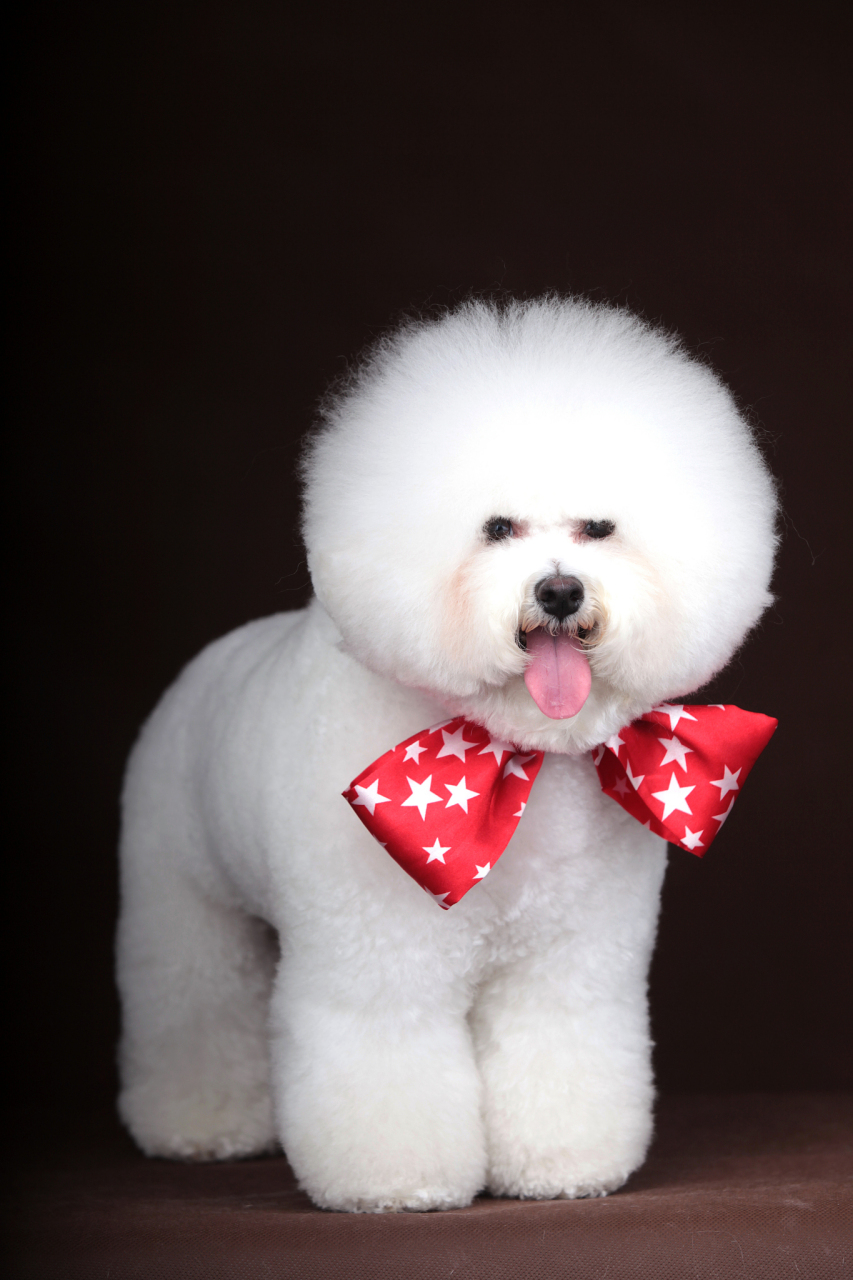 摘要: 泰迪和比熊犬在外貌上相似,但存在显著差异.