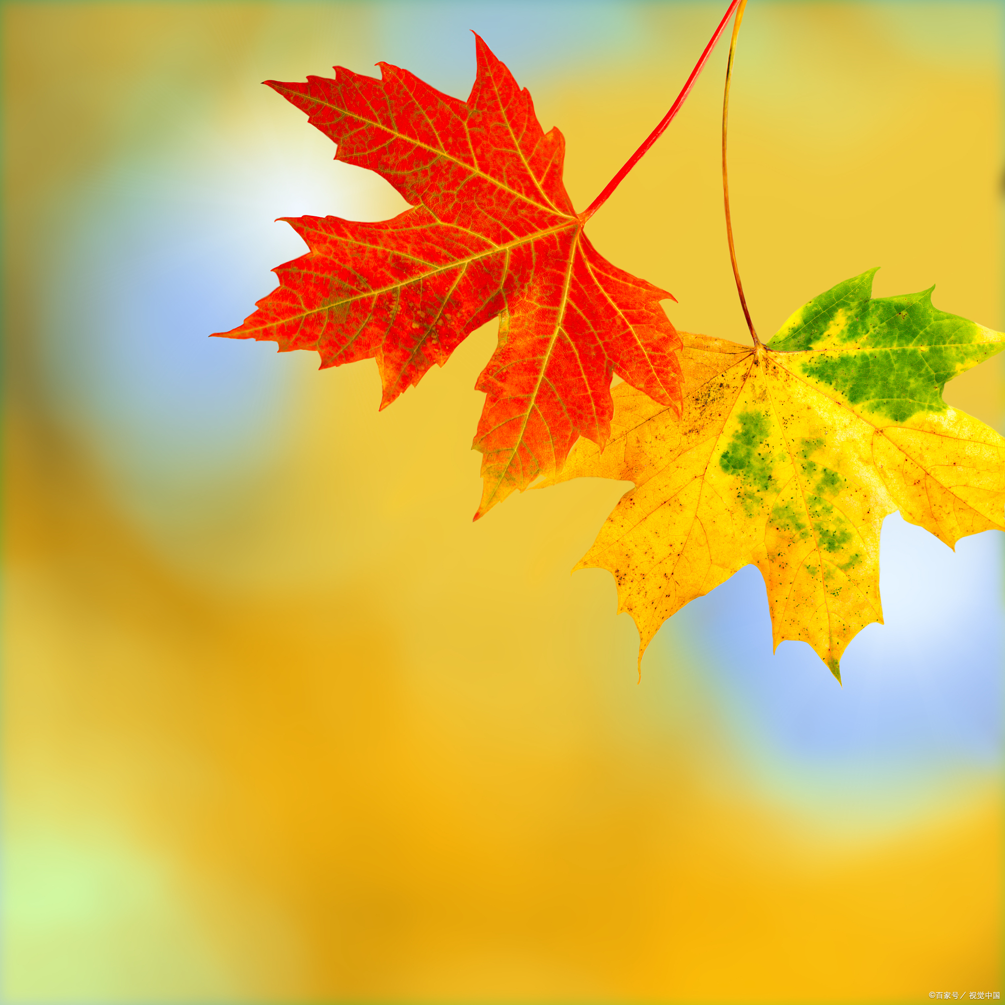 四首立秋诗,句句唯美,首首经典,带你领略不一样的秋韵