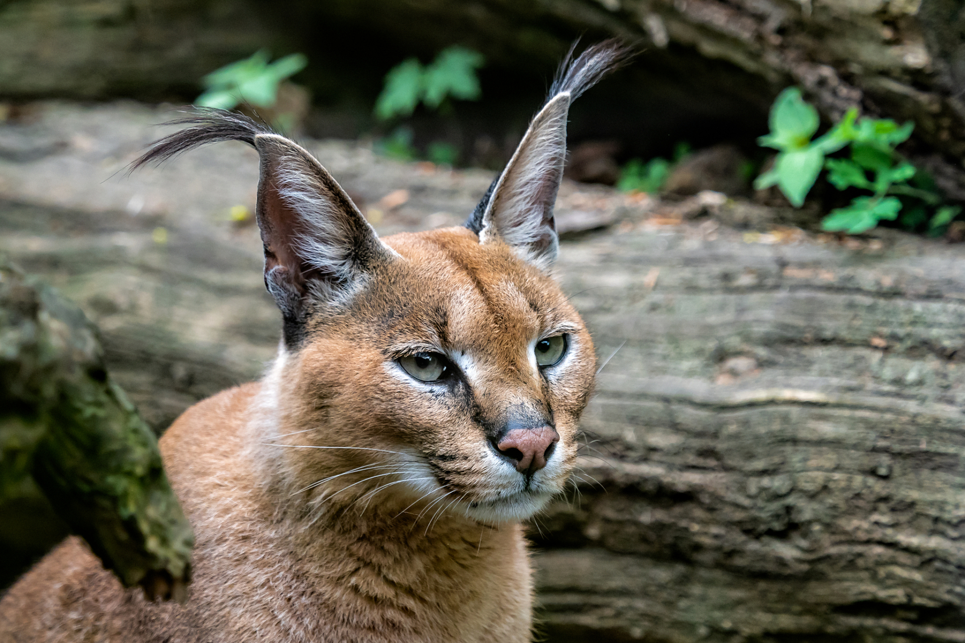 全球最凶残的猫科动物,狞猫,怕拉斯猫和薮猫,具有强大的狩猎能力和