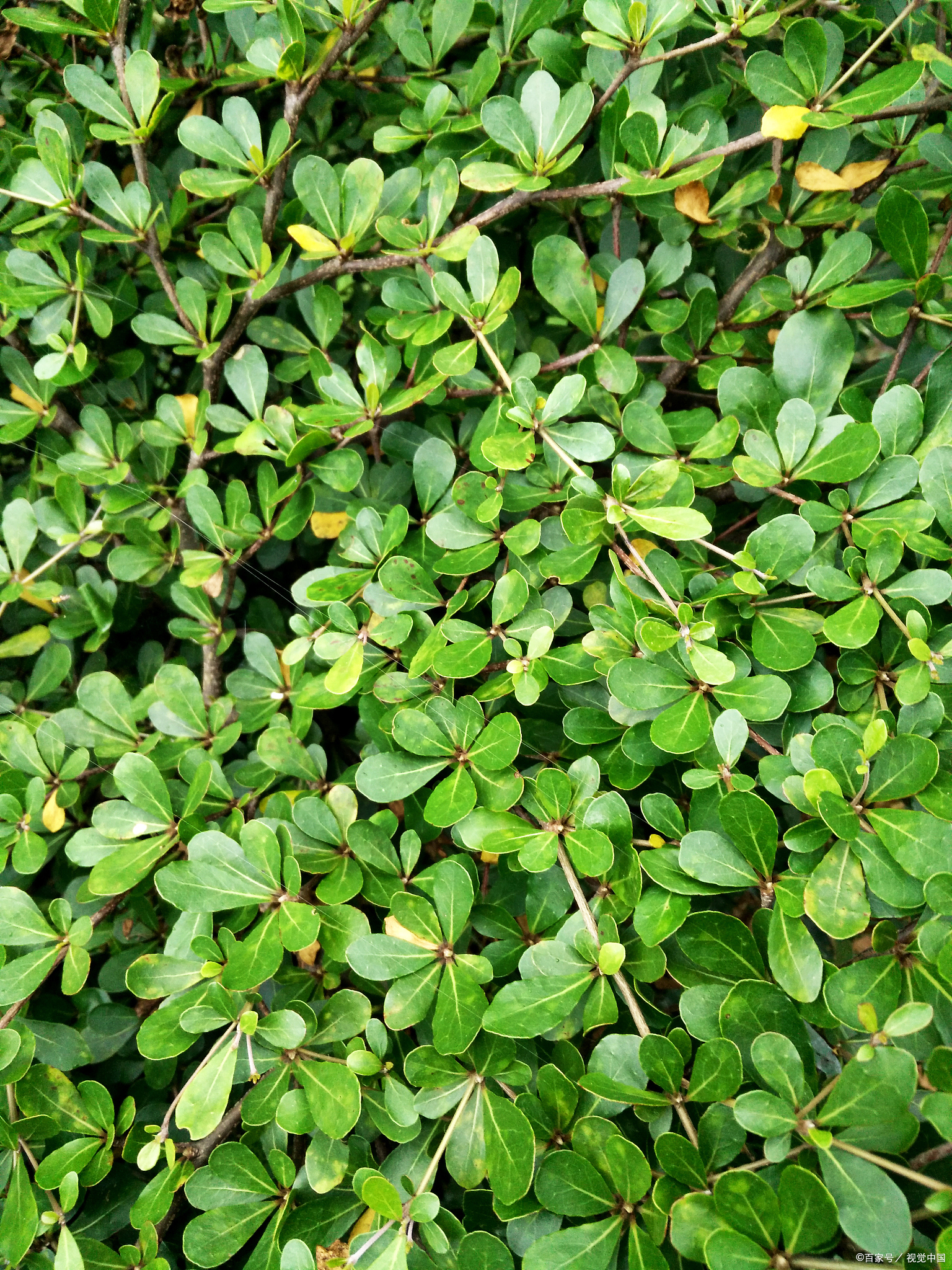 是一种极具生命力的草本植物,隶属于马齿苋科马齿苋属,因其叶片形似