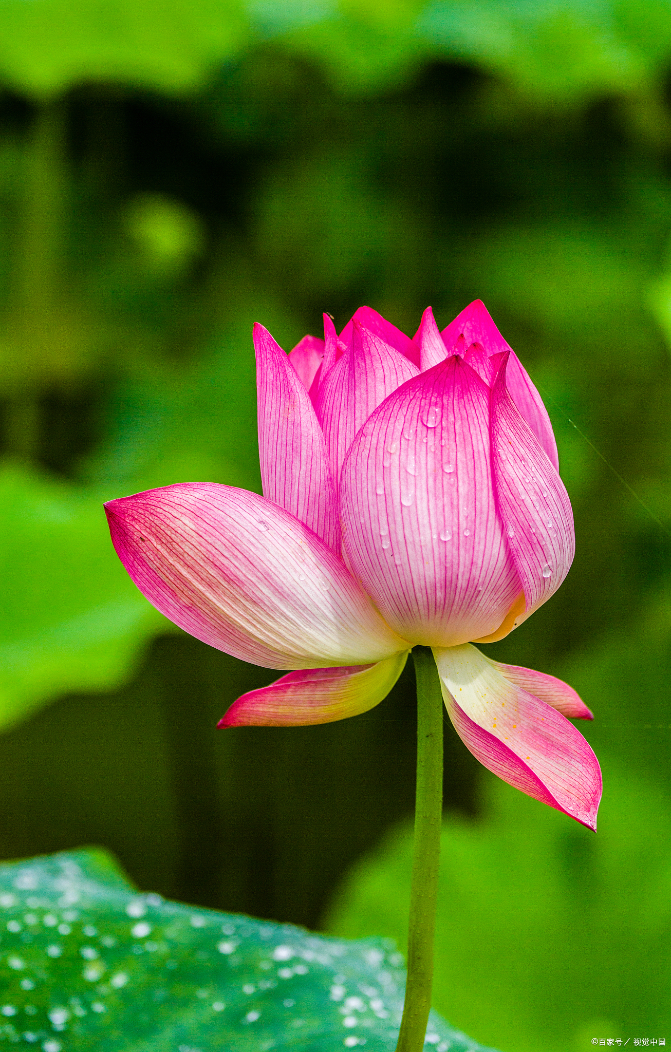 古诗词里的雨荷有多美微雨过小荷翻