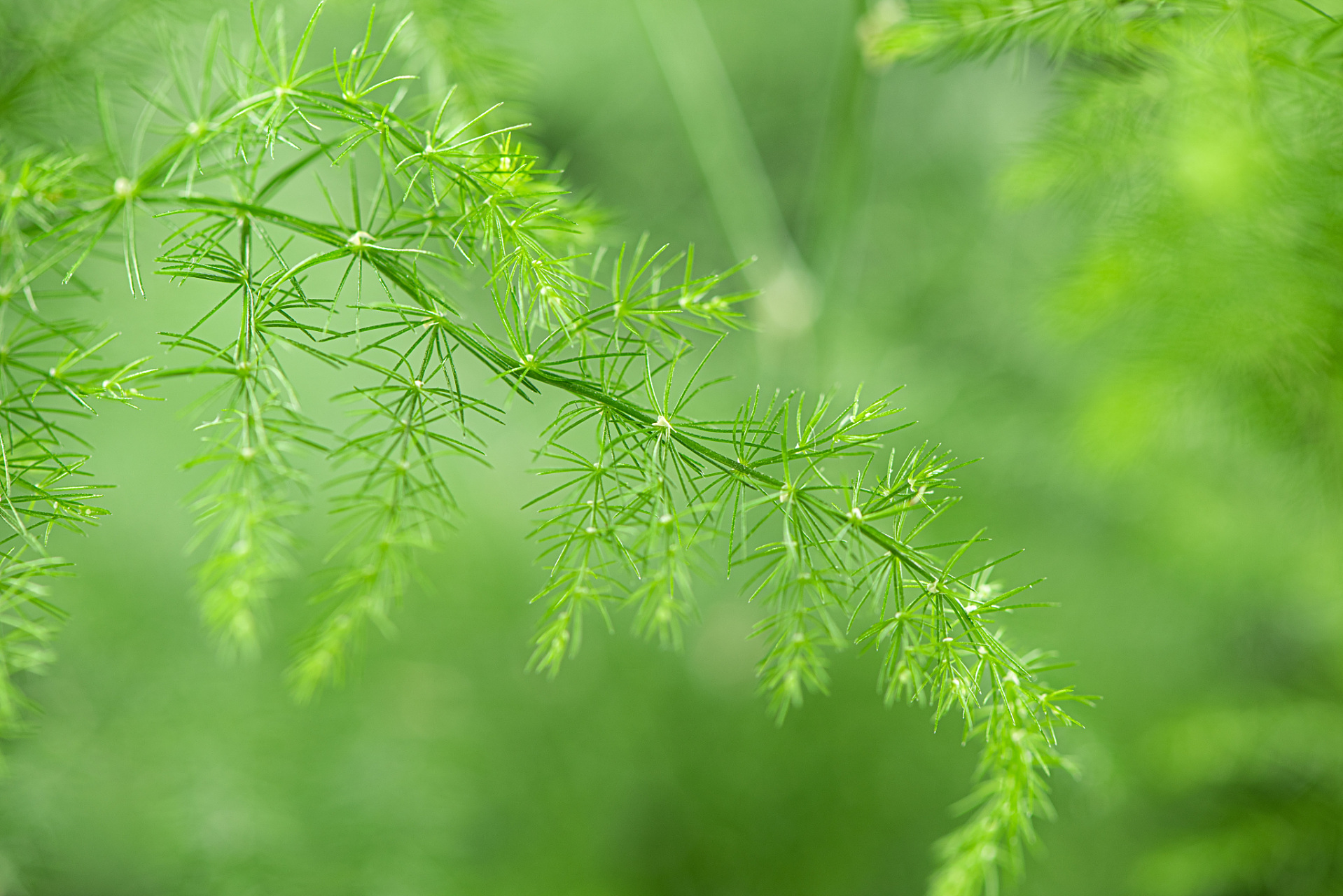 [原文:文竹家庭养殖方法]