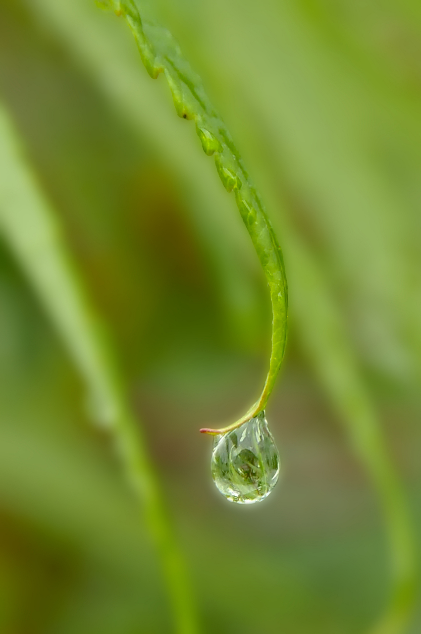 雨滴 雨珠 天空中飘洒的水珠 打湿了山路,打湿了街头巷尾 像珍珠一样