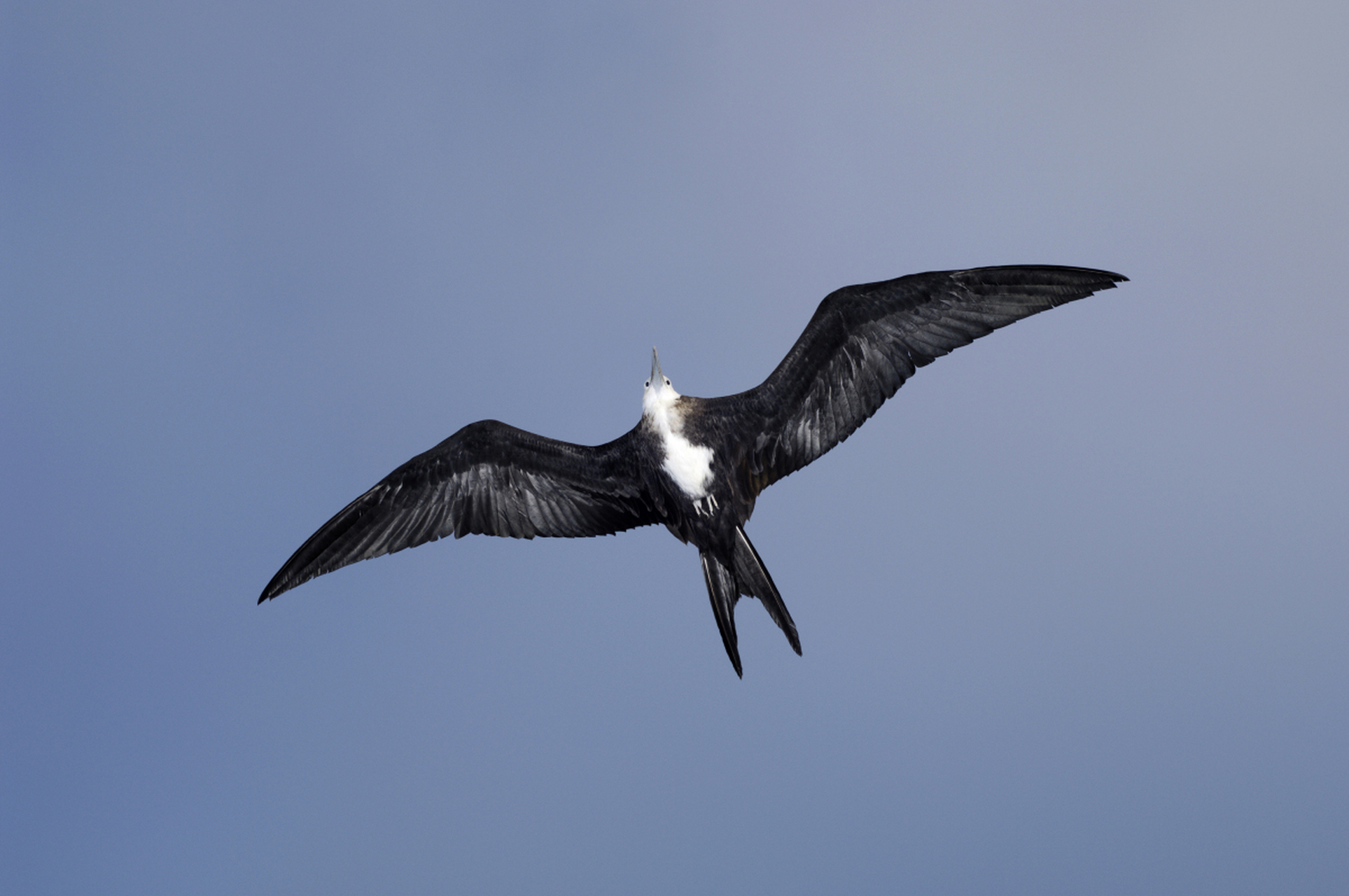 白腹军舰鸟是一种体型较大,生活在热带海洋中的海鸟,以鱼类,甲壳动物