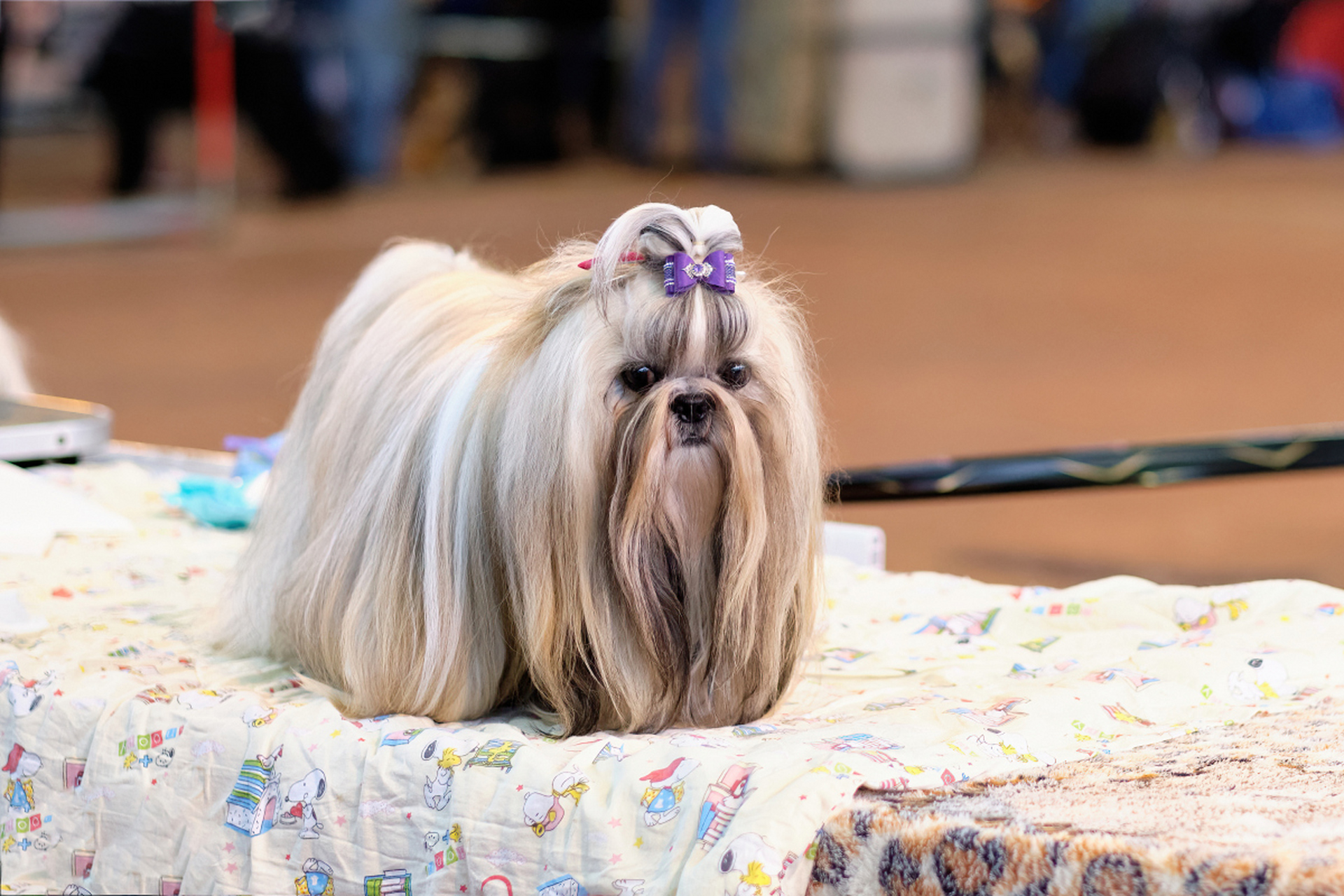 西施犬:温顺,友善的小型宠物犬  历史与起源 西施犬起源于中国,有着数
