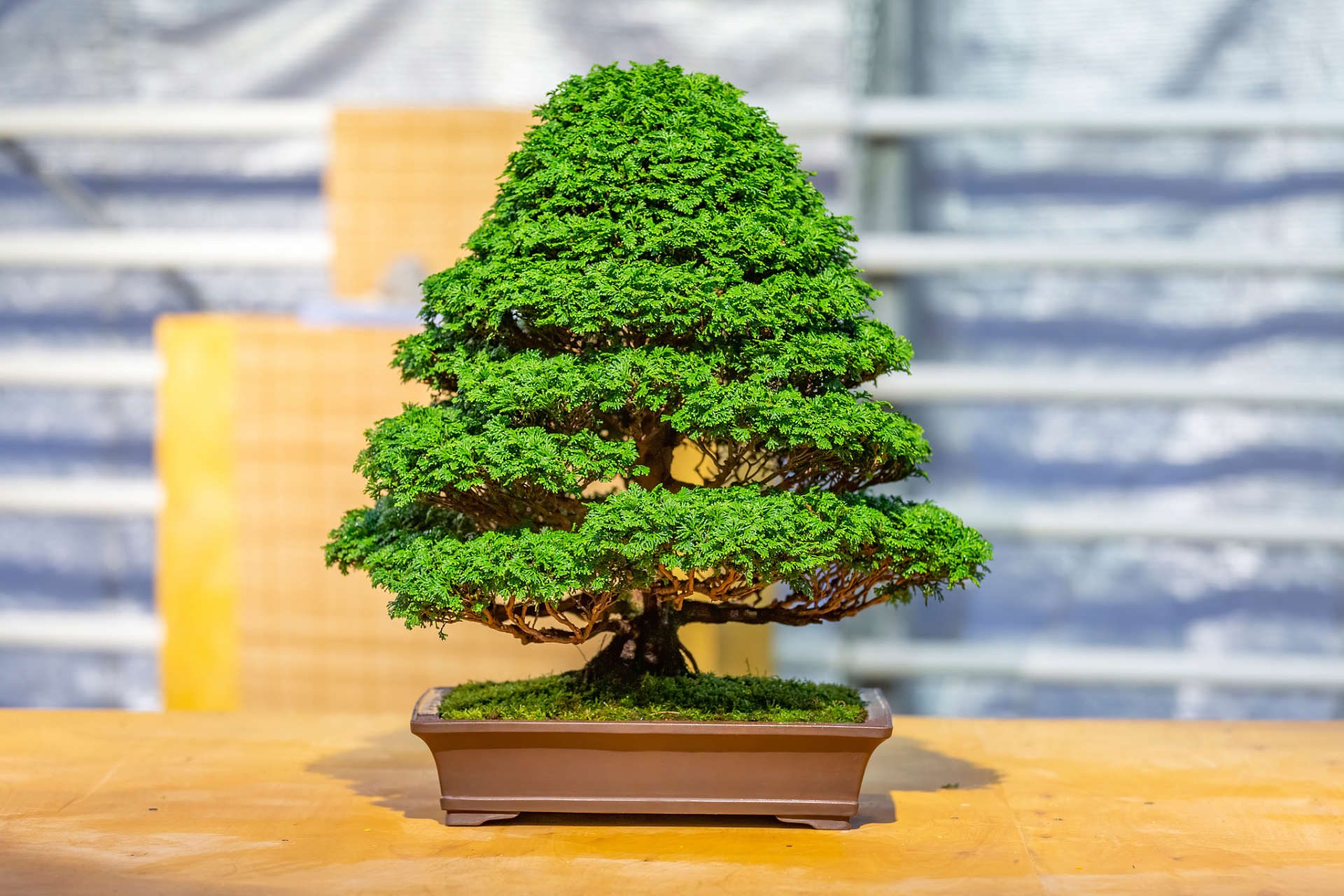 马尾松四季苍翠,傲然独立,潇洒俊逸,是制作盆景的良好材料,又称"山松"