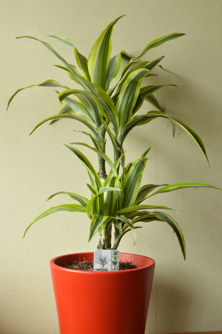 巴西木该怎么移植,移植后该怎么养?