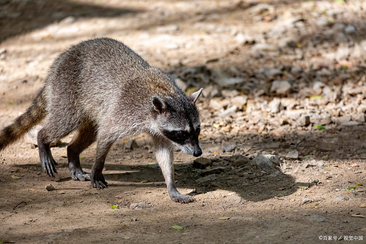 冬天抓獾子需要一定的技巧和经验,同时也要遵守当地法律法规,确保合法