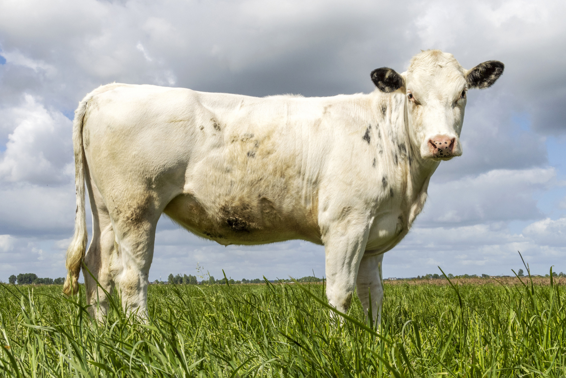 这些征兆掌握了吗? 牛犊健康就靠你啦![原文:母牛临产的三征兆]