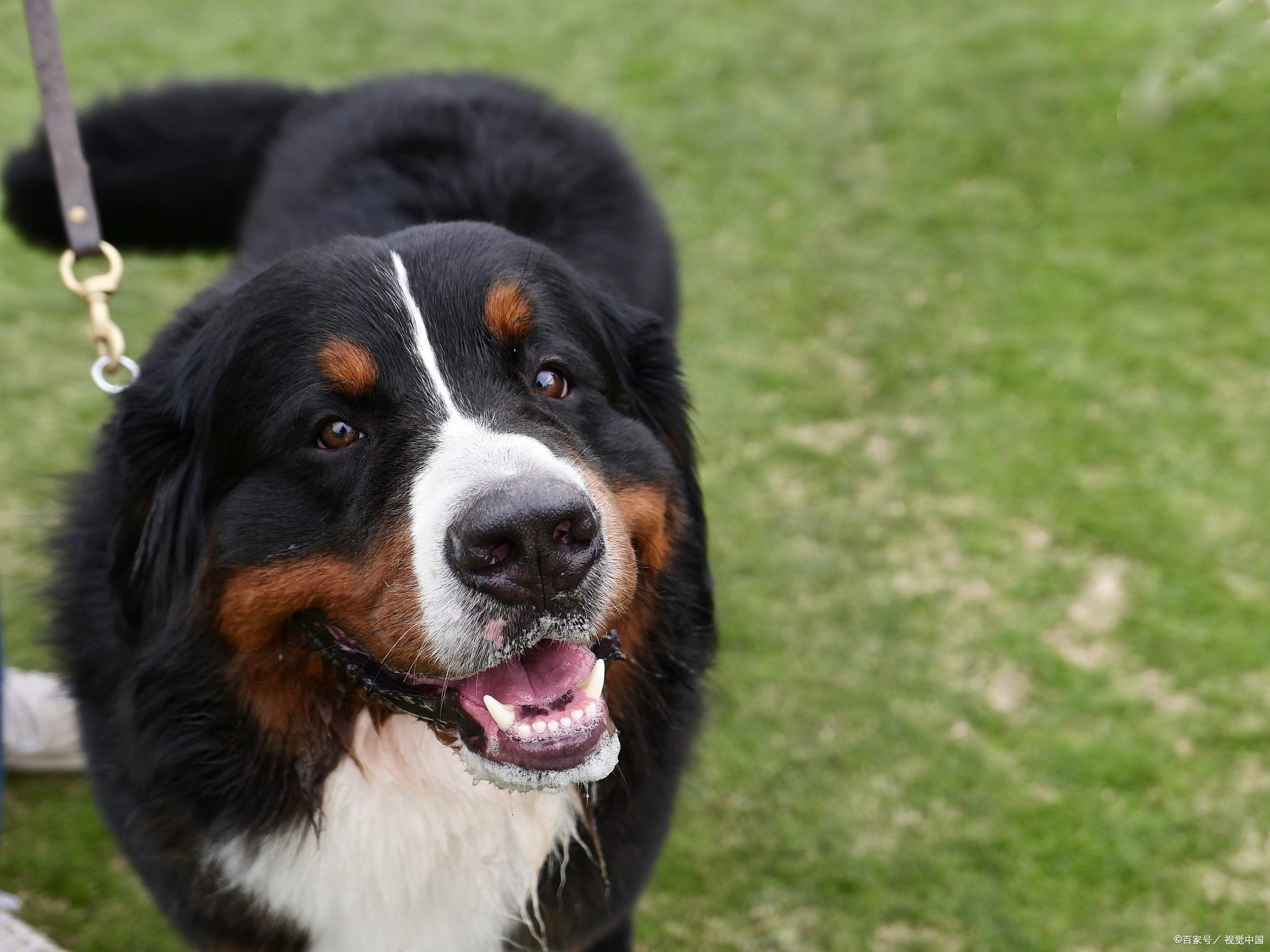 伯恩山犬中国禁养吗图片