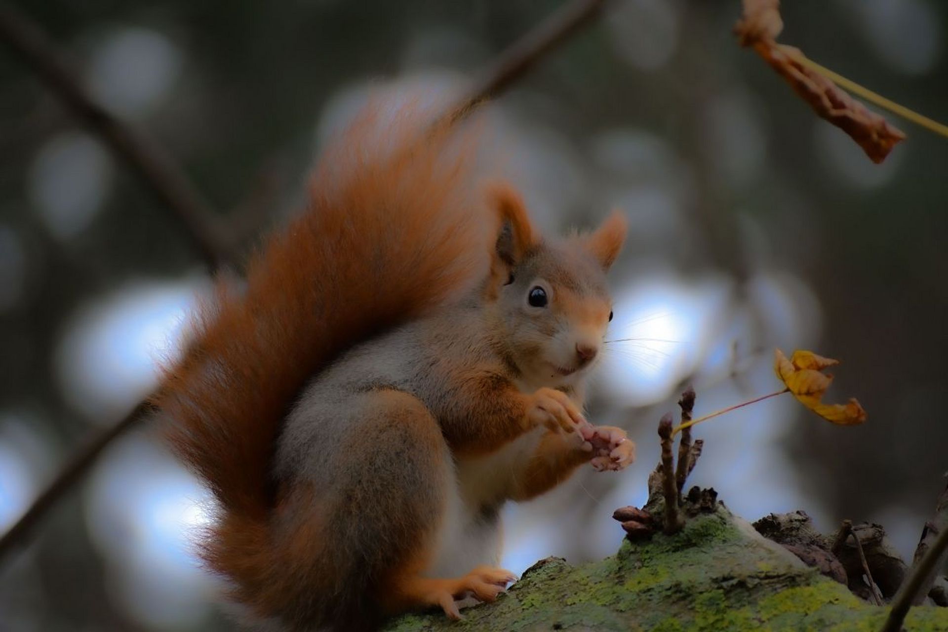 而松鼠经常分布于古北界温带和寒温带森林中,在储存食物的时候,松鼠会