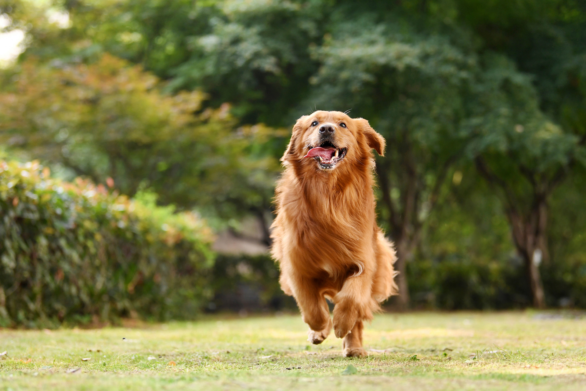 三大无攻击性犬图片