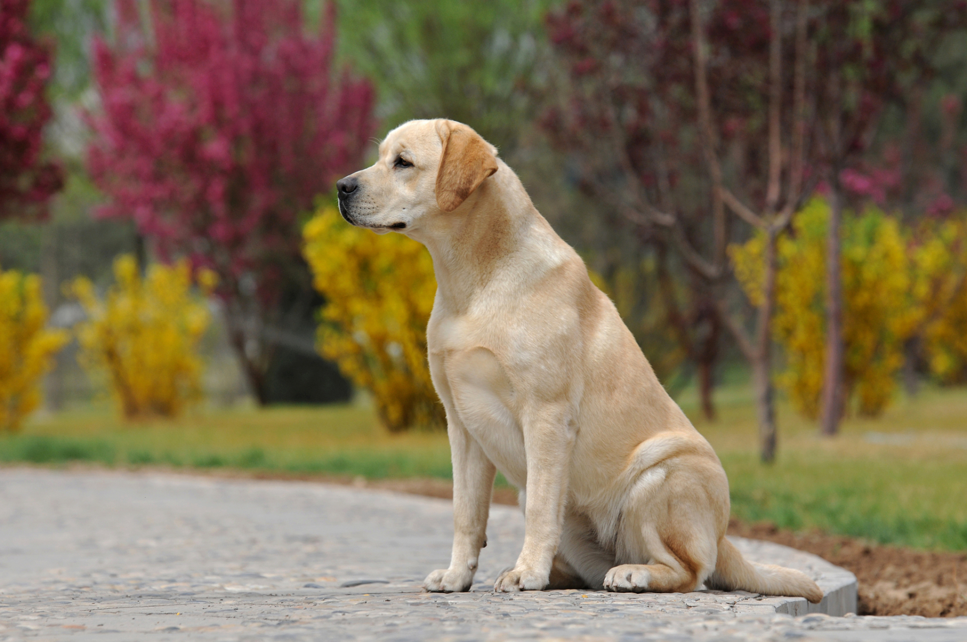 拉布拉多,贵宾犬,比格犬,柴犬,波士顿梗,西施犬和边境牧羊犬是好养又