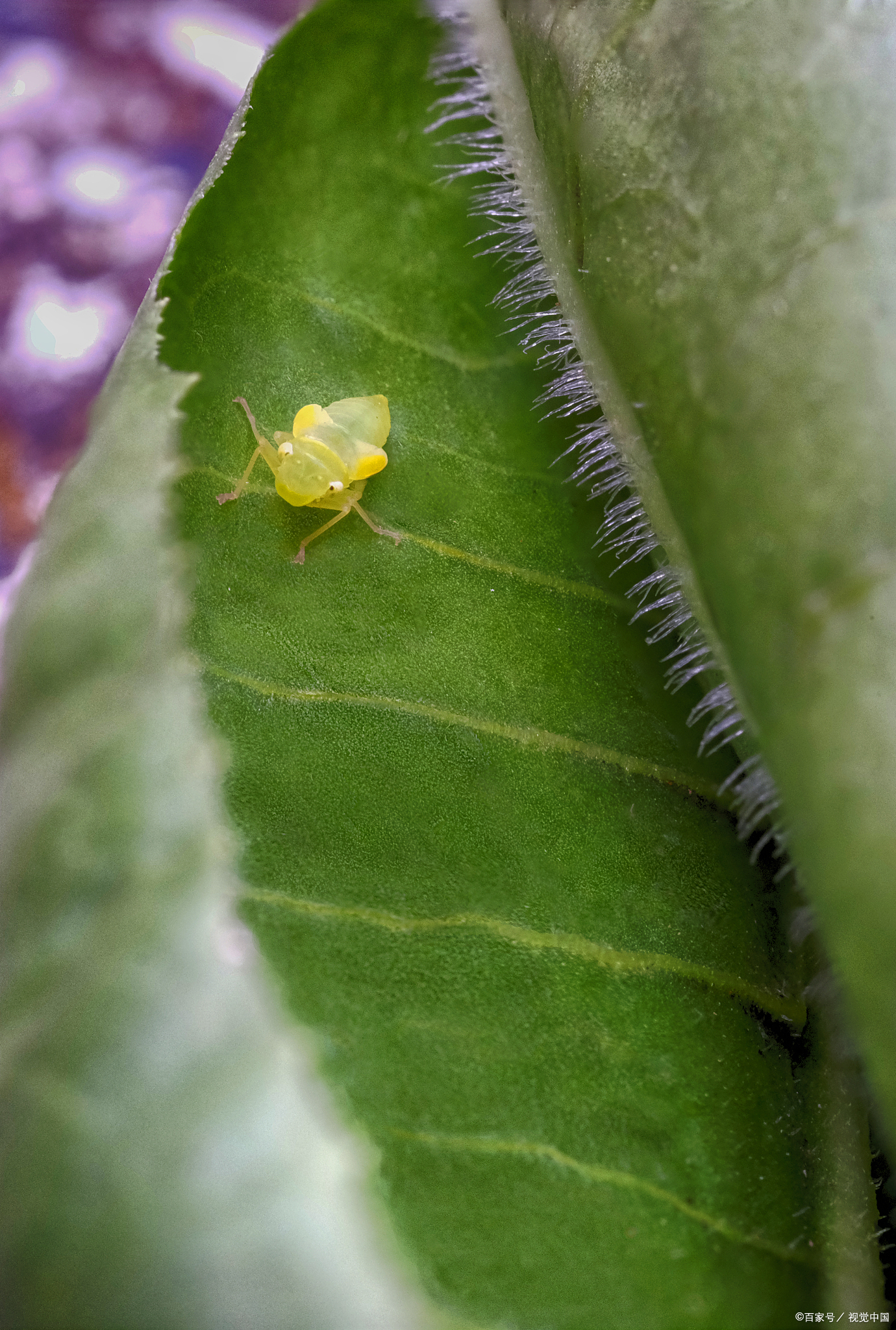 跳甲虫图片大全大图哪些虫属跳甲虫图片名称跳甲图片跳甲幼虫跳蝽跳蟓