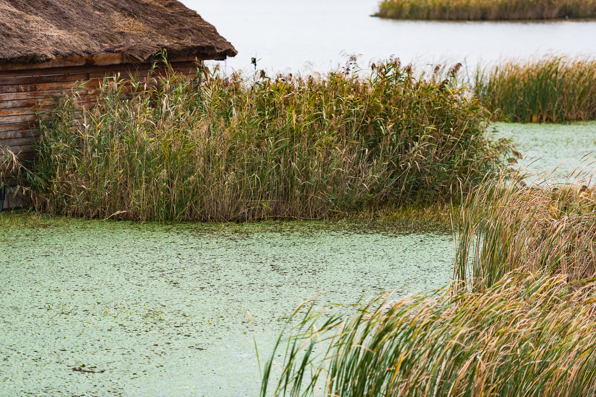 太好玩了我的城# 对于寻求刺激和冒险的旅行者来说,高邮湖芦苇荡湿地