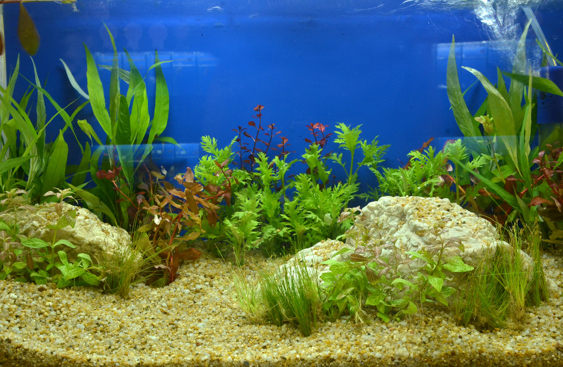 还有什么容易养活并且好看的水草推荐吗?[鲜花][鲜花][鲜花]