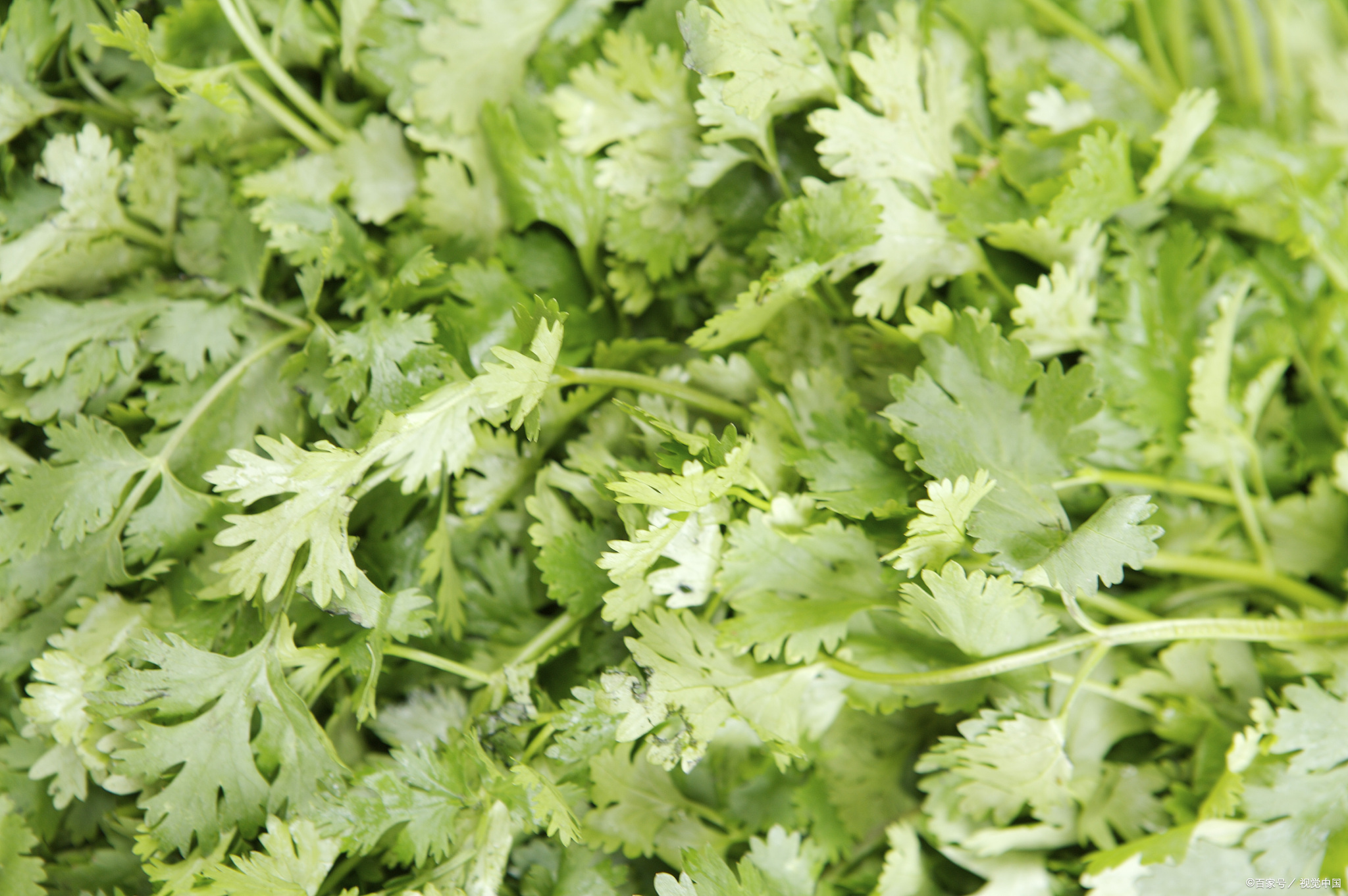 香菜放冰箱保存就错了,饭店大厨教你一招,放多久都新鲜,真实用