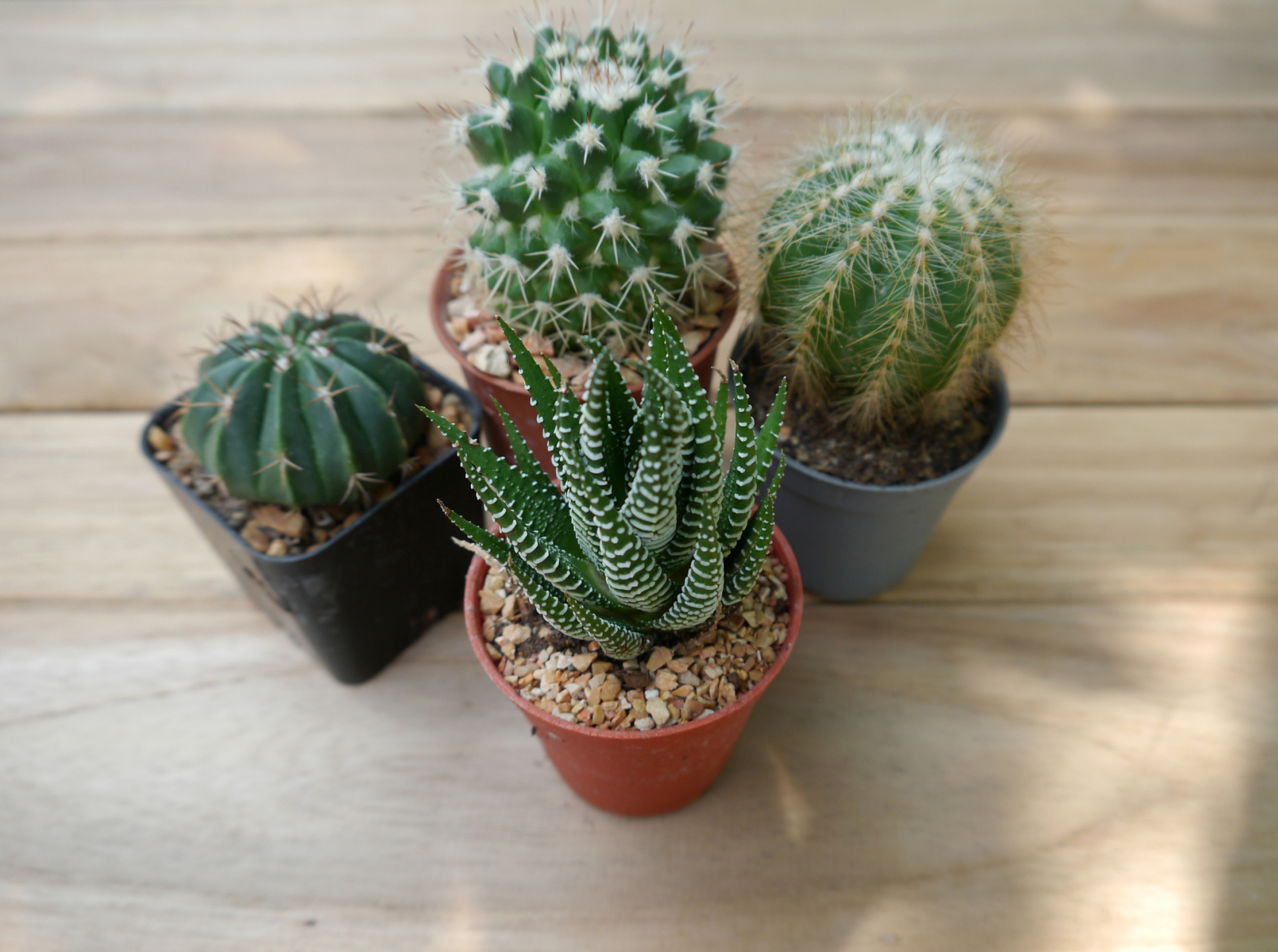 家里养仙人掌是相对容易管理的选择,适合初学者或忙碌的人,不需要经常