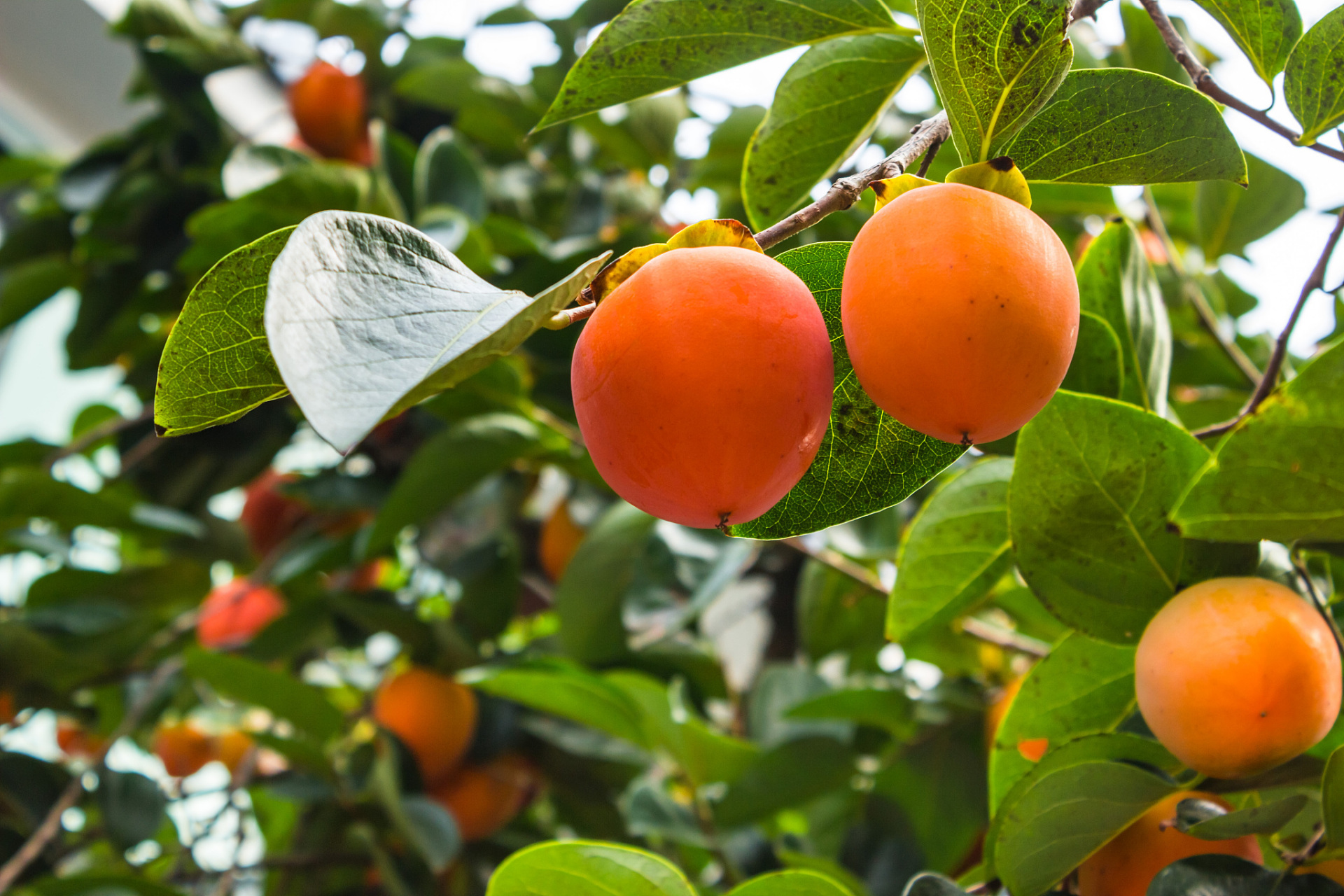 金秋图文动态创作节# 秋天,这个金黄色的季节,是柿子成熟的季节.