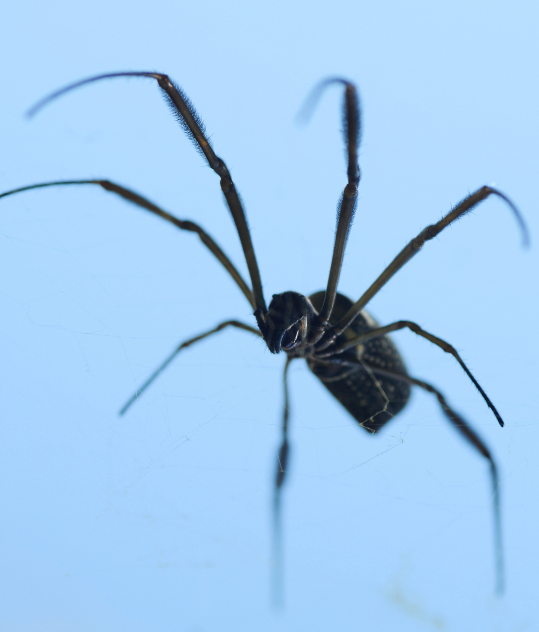 饲养蜘蛛是一项充满乐趣和挑战的爱好.