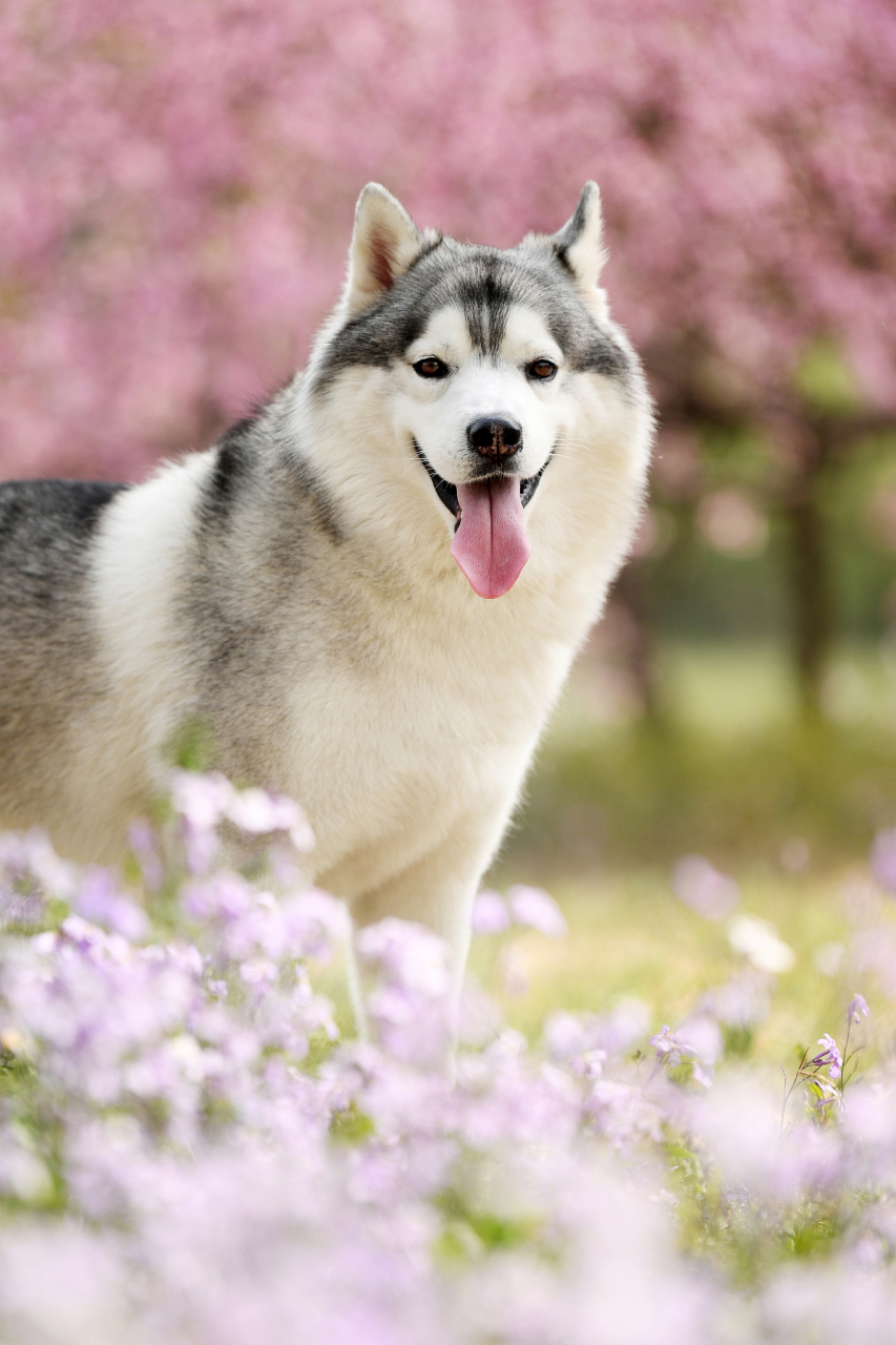 哈士奇,网红犬种来袭!