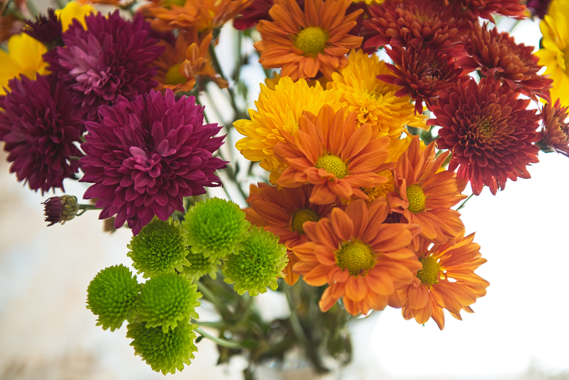 如果你正在寻找一种适合家养的植物,那么富贵菊绝对是一个不错的选择.