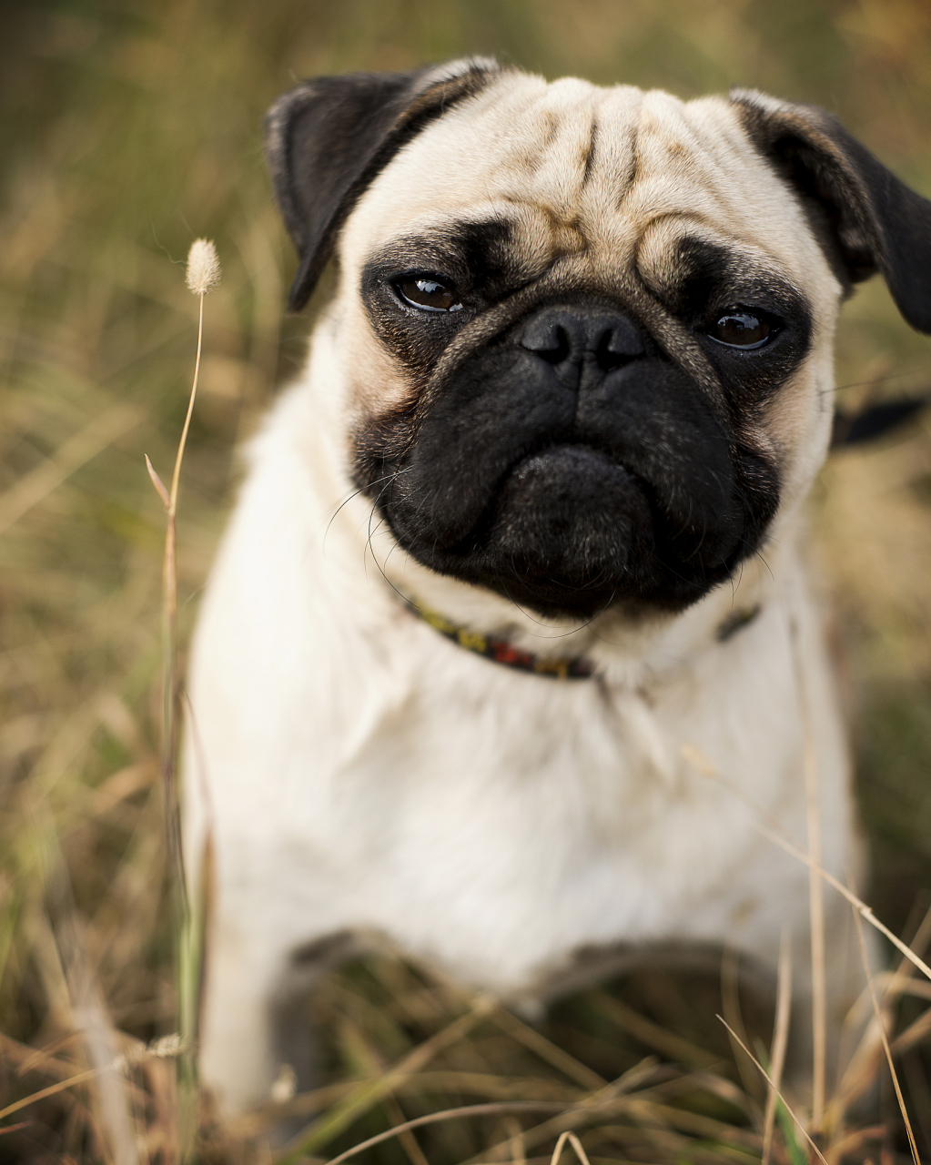 秋日生活创作季# 巴哥犬是一种受欢迎的宠物犬,以其亲切,友好和忠诚