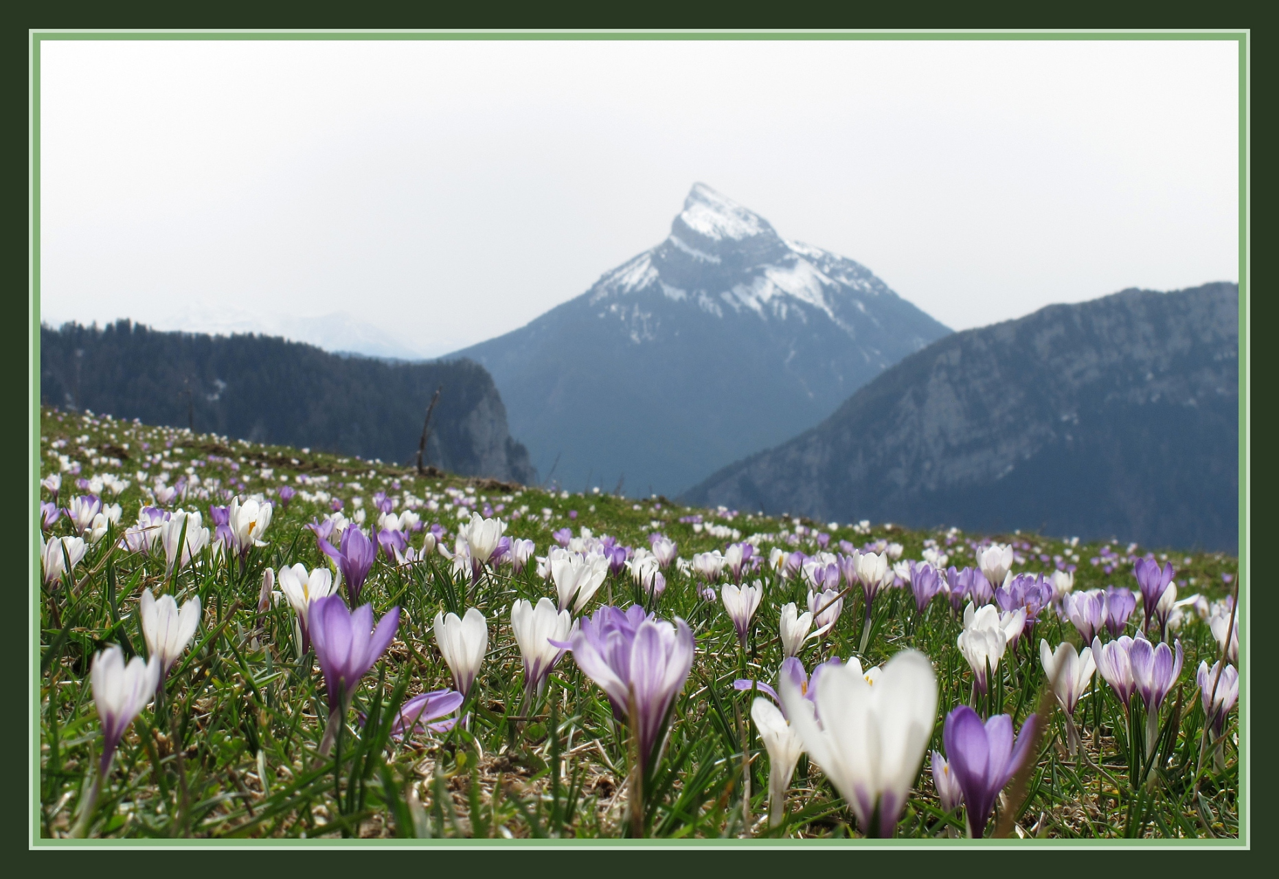 晴姐带你去旅游之新疆那拉提草原的野百合 那拉提的野百合,也叫番红花
