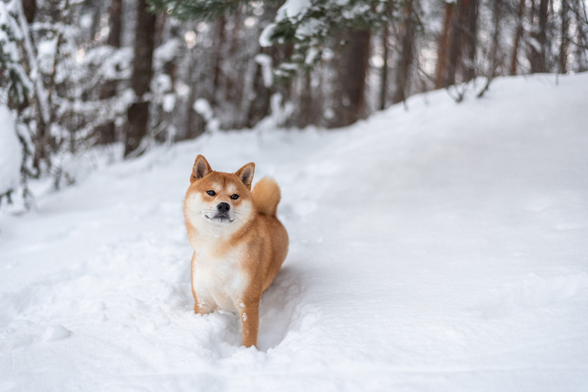 柴犬高清电脑壁纸横屏图片