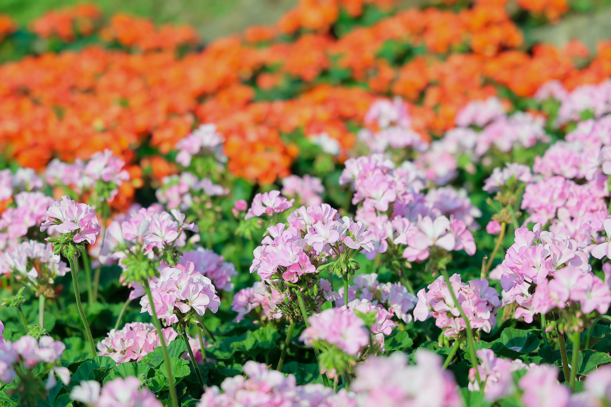 崇州市戚家湾看花图片