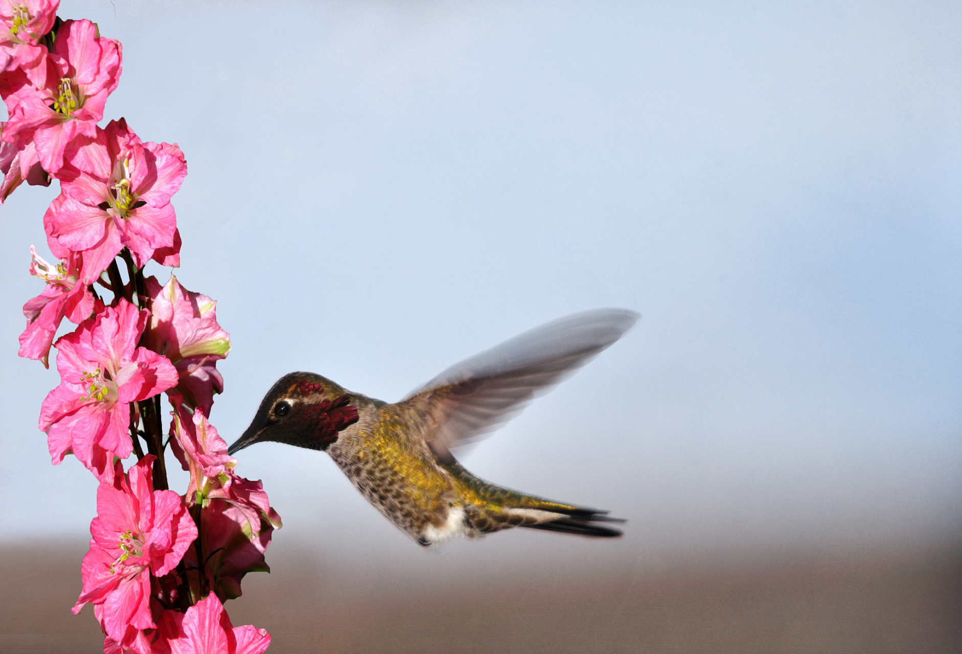 中药# 飞燕草因花朵形状酷似一只只燕子飘落在柔枝上而得名.