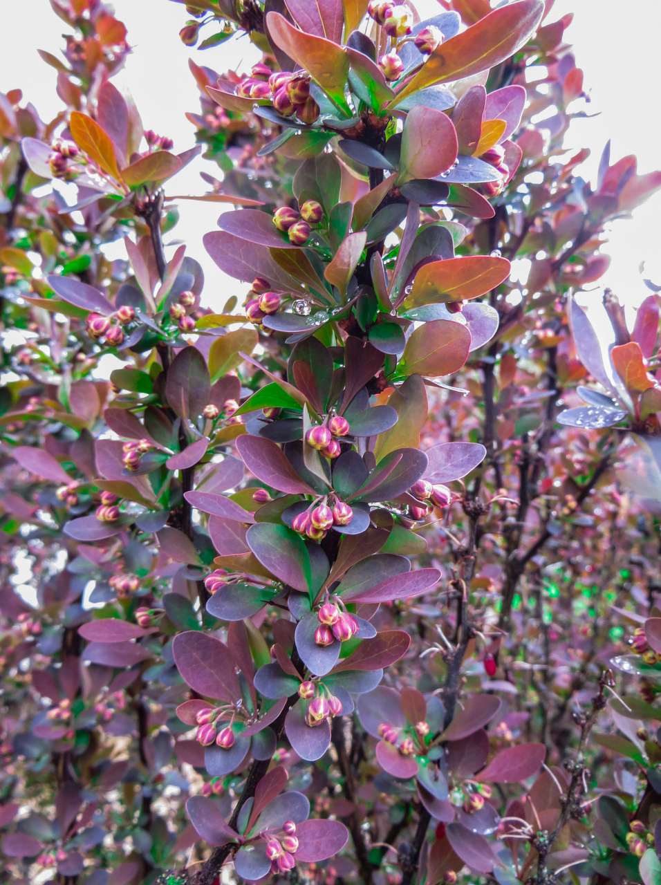 [原文:七彩木的养殖