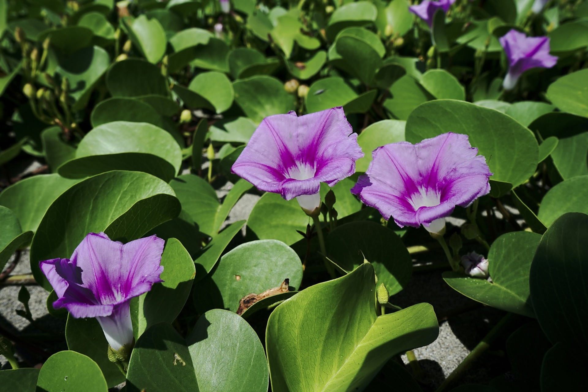 喇叭花的生长过程包括种子萌发,幼苗成长,藤蔓伸展,花蕾形成,花朵盛开