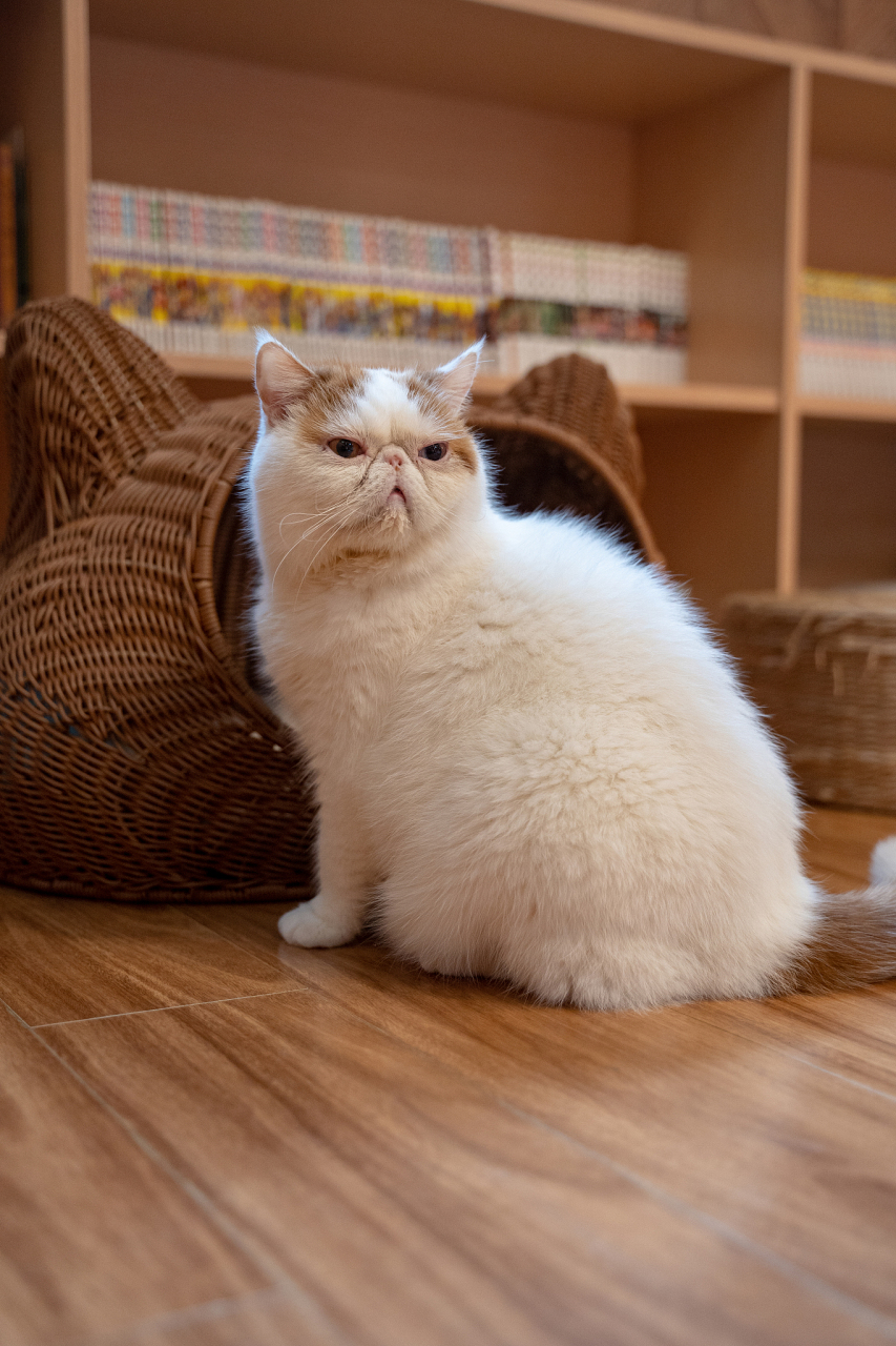 加菲猫因圆滚滚的身材,独特的面部表情和温顺的性格备受喜爱.