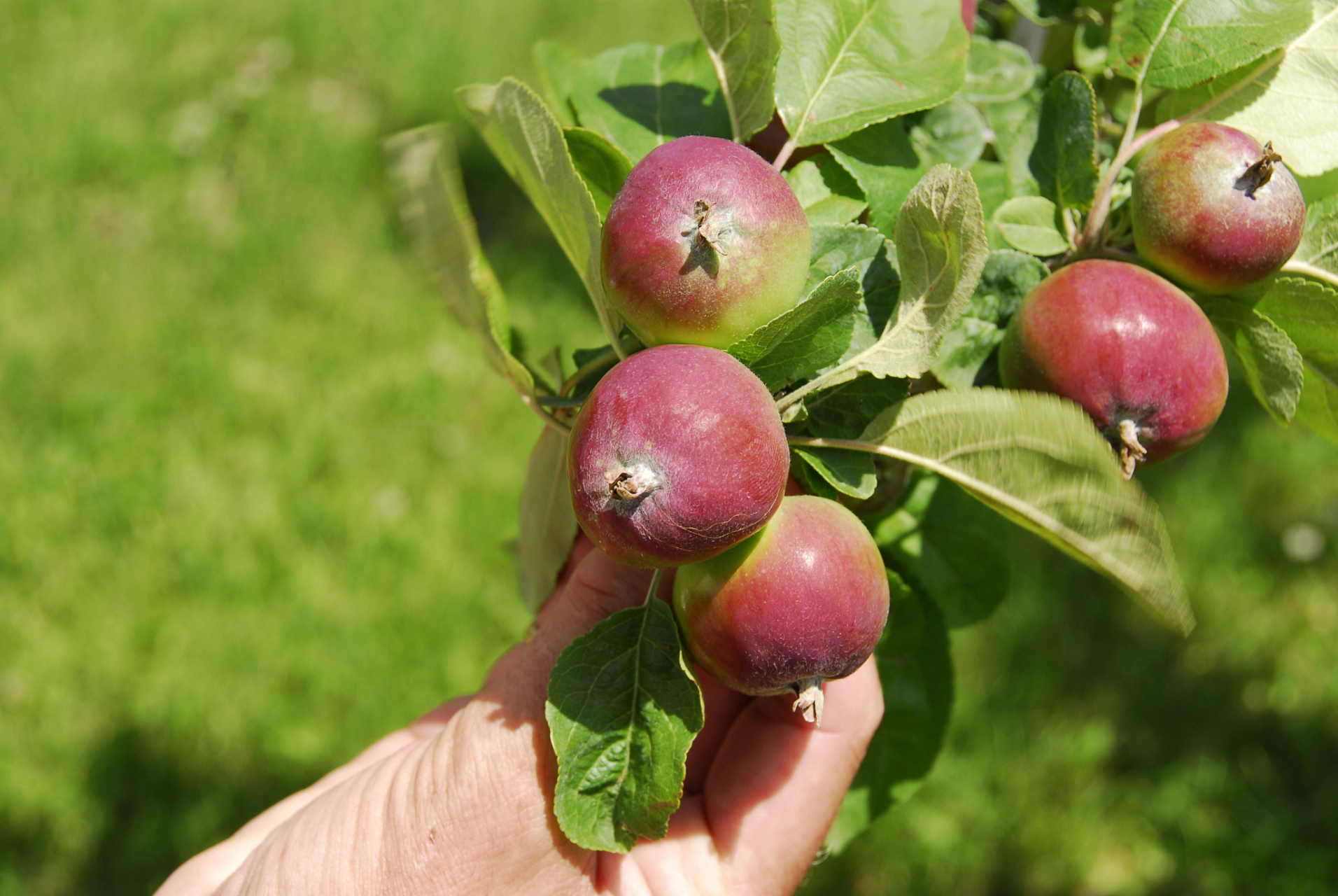 96鸡心果是什么果,适合哪里种植  鸡心果就是一种热带水果,学名为番