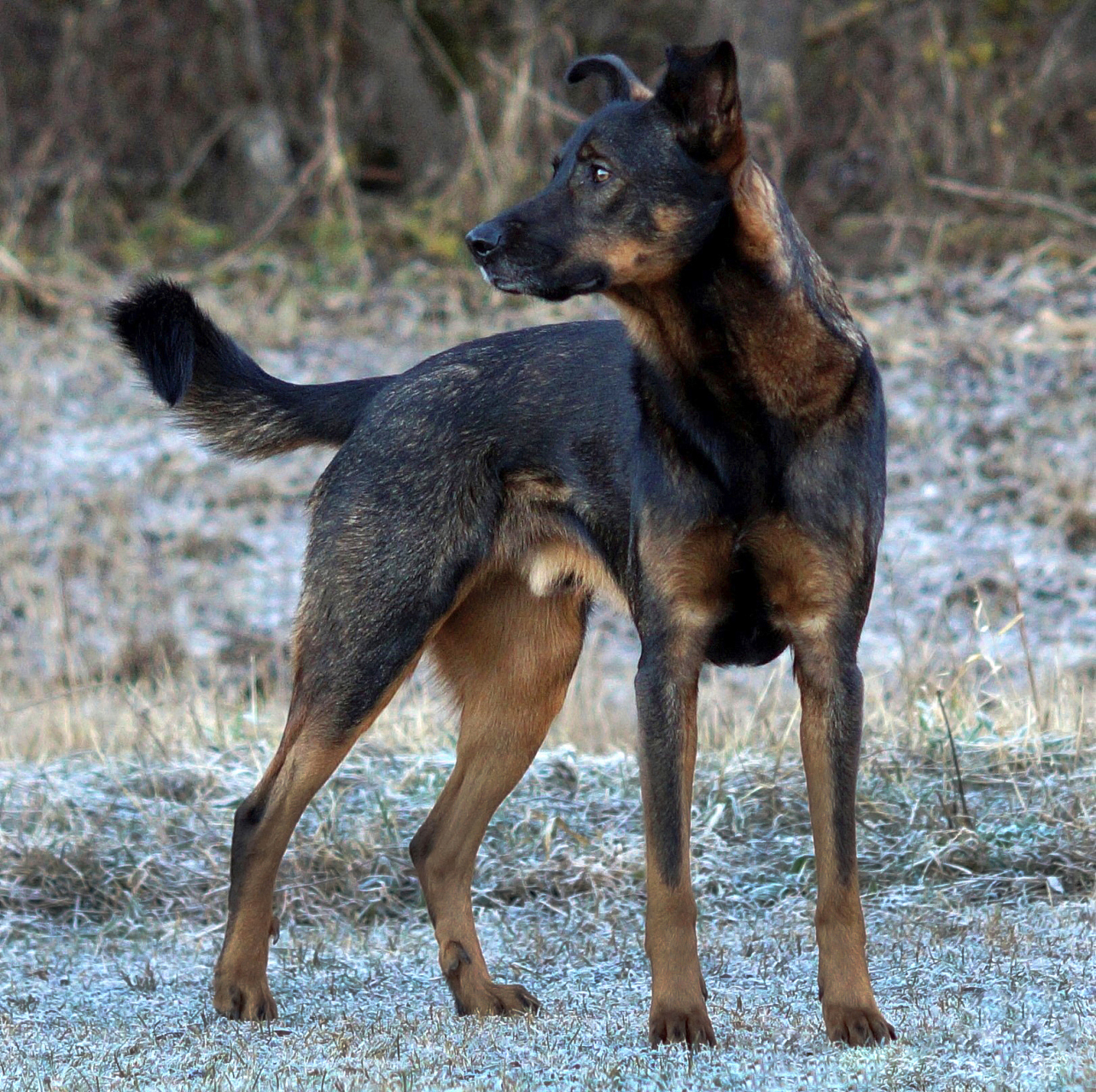 捷克狼犬是一种由德国牧羊犬和卡尔帕特狼杂交而成的犬种,具有狼的