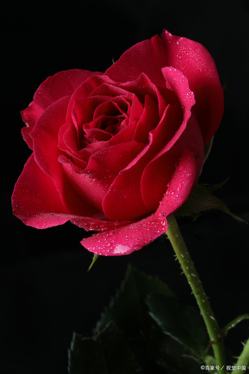 生气容易长结节,玫瑰花巧搭配,调理各种结节