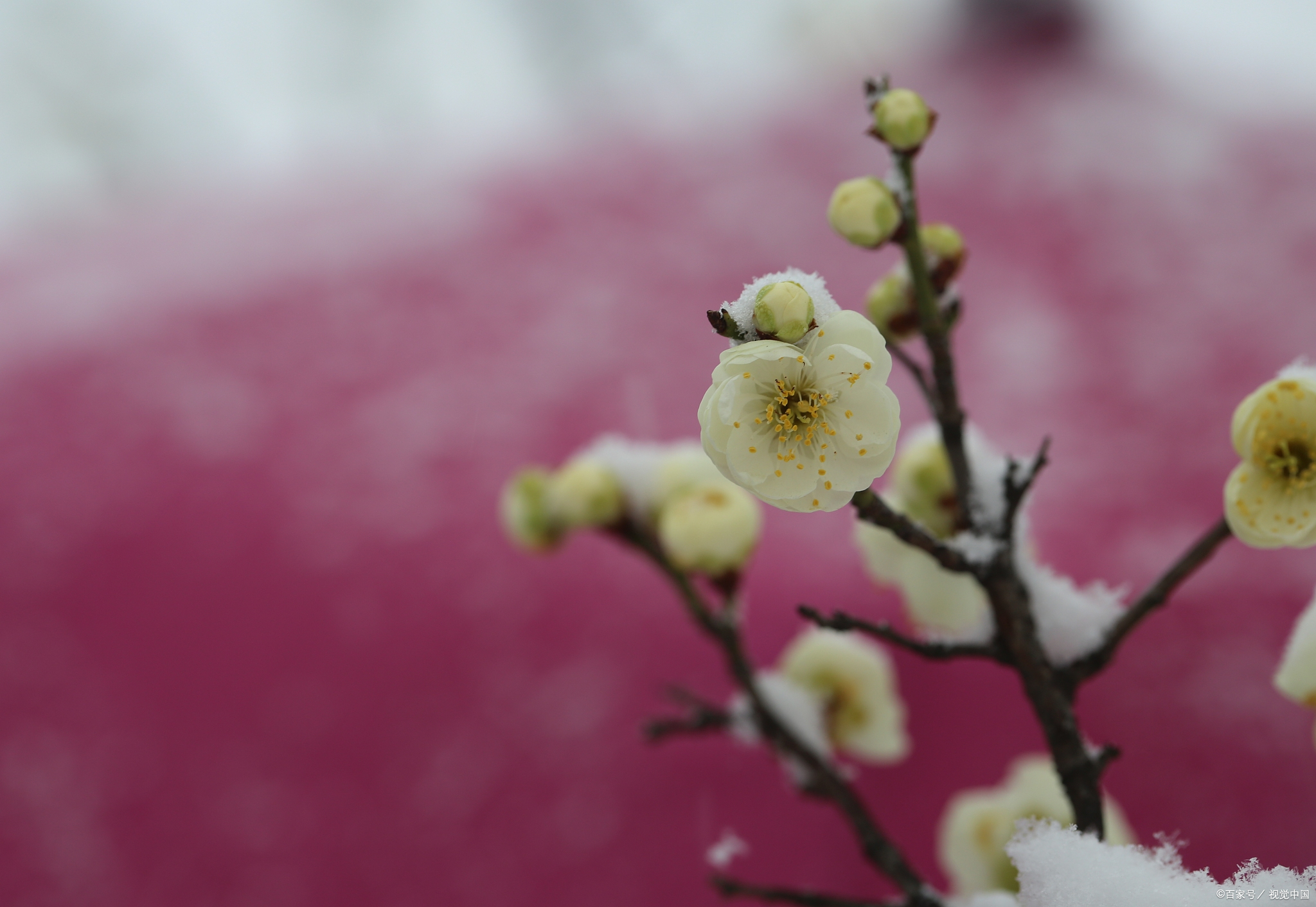 雪花入了心,相思入了骨,盼了篱笆腐朽,盼了青灯燃尽