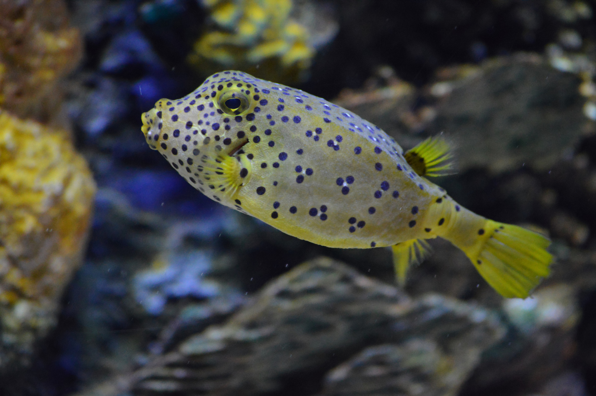 摘要: 黑玛丽鱼因其独特外观和活跃性而受喜爱,养殖者需了解公母分辨