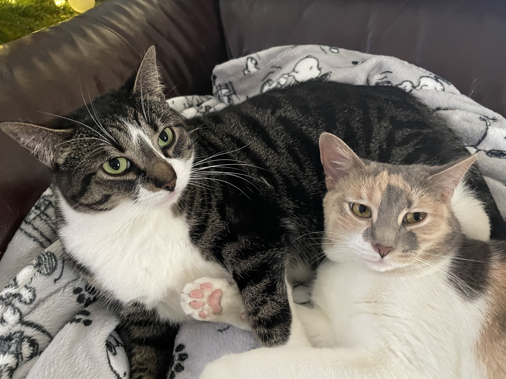 猫咪的习性相对独立,属于独居动物,它们通常会在一定范围内活动