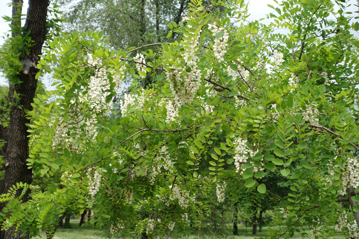 春天总要来一趟杭州# 这几天,杭州植物园内的楸树成为"网红打卡 ""