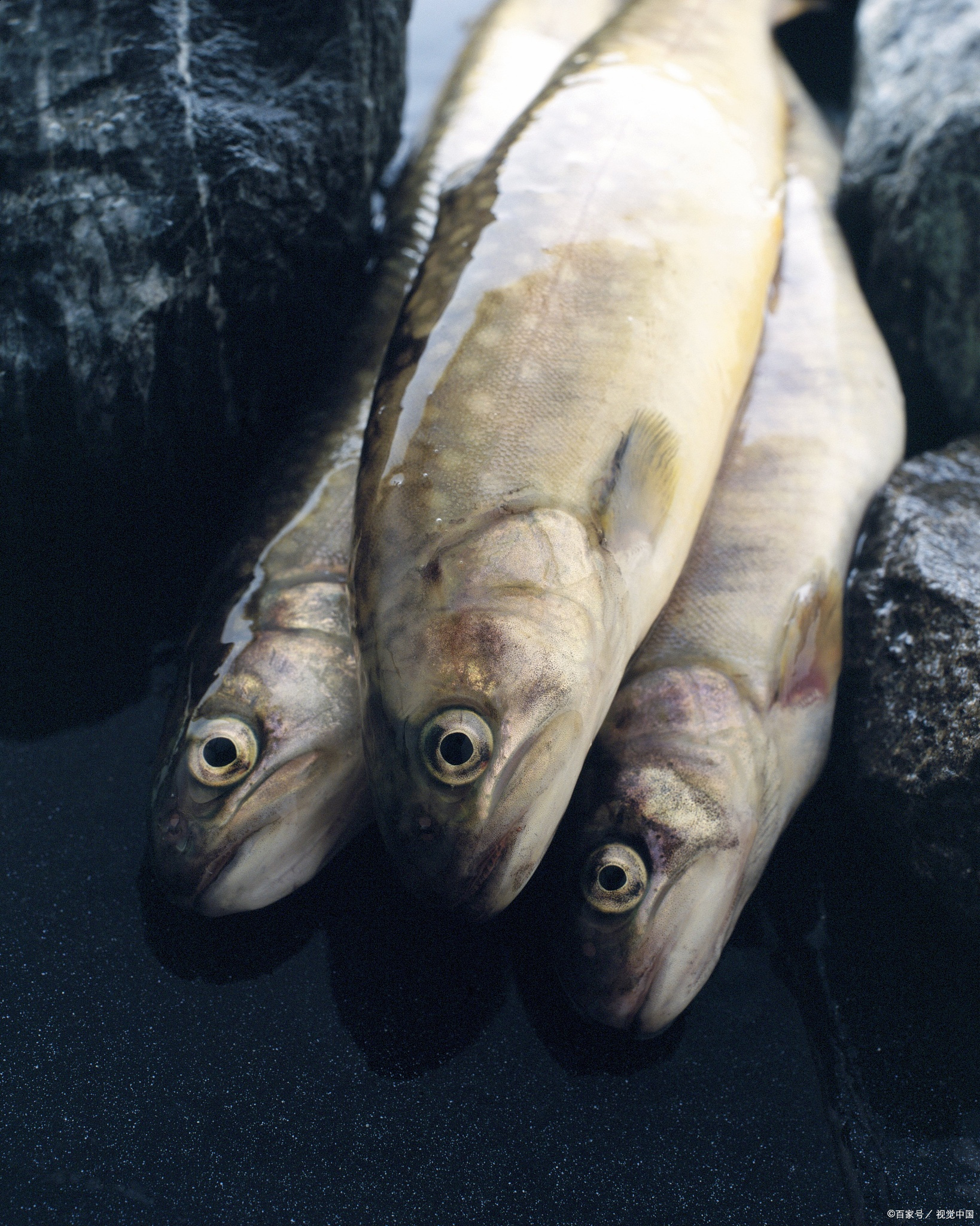 青鱼的做法简单又好吃