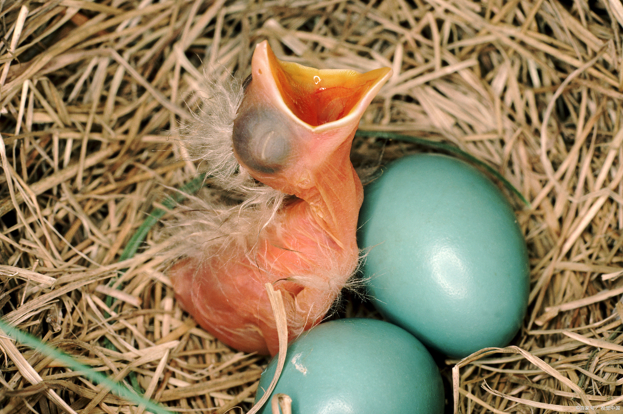 鹦鹉出壳后多久喂食