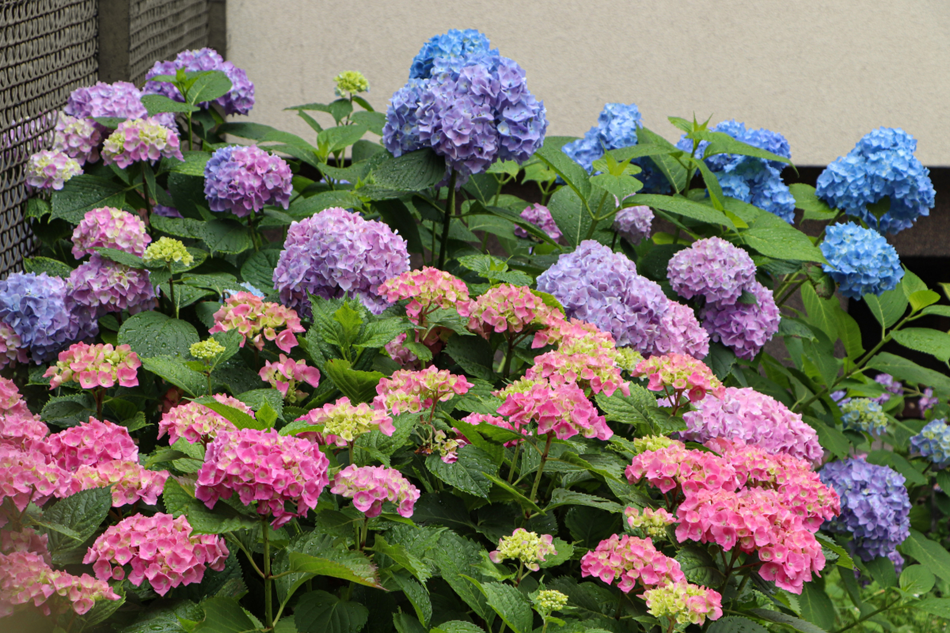 问:无尽夏绣球花的养殖方法和注意事项?