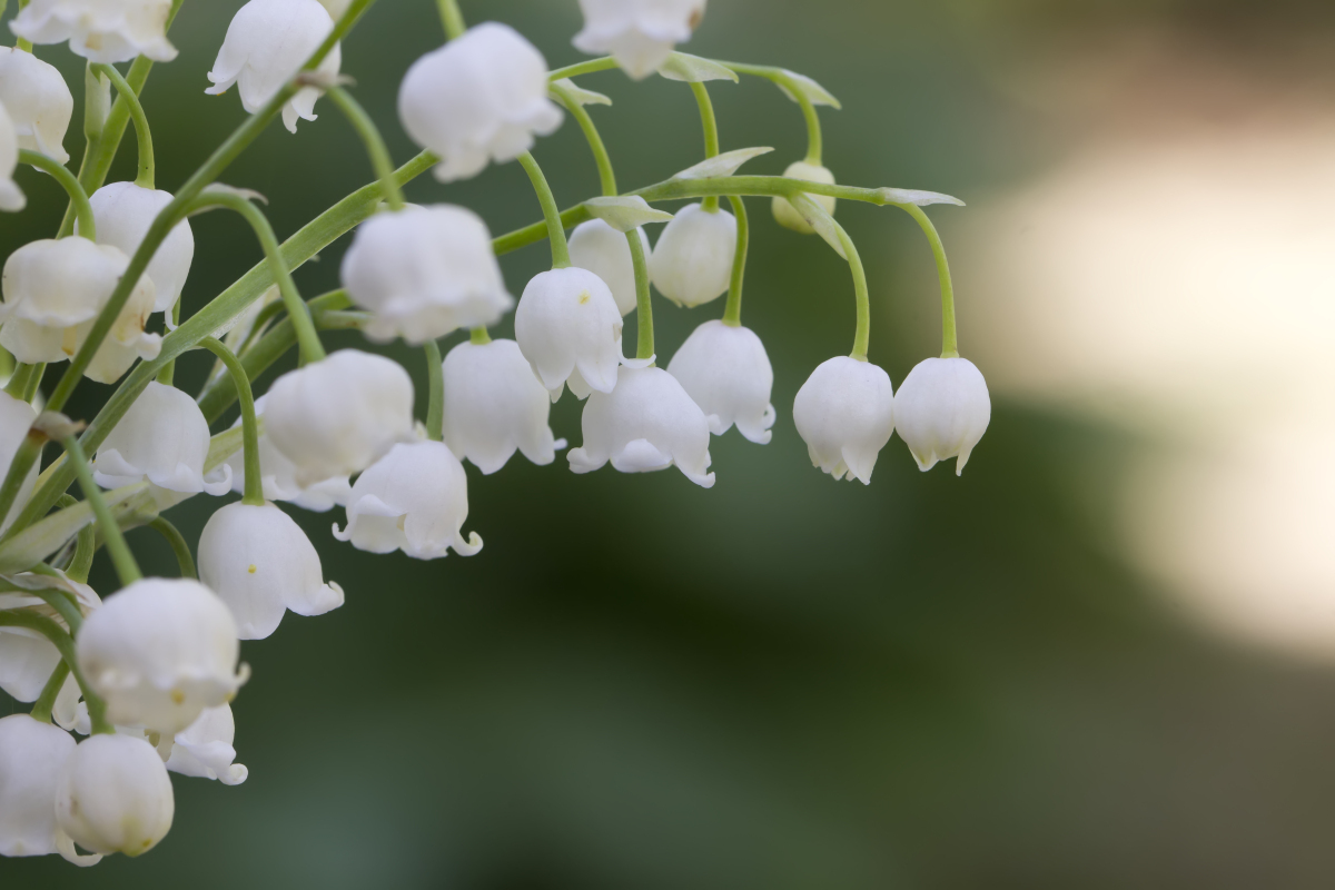 铃兰花宽屏图片