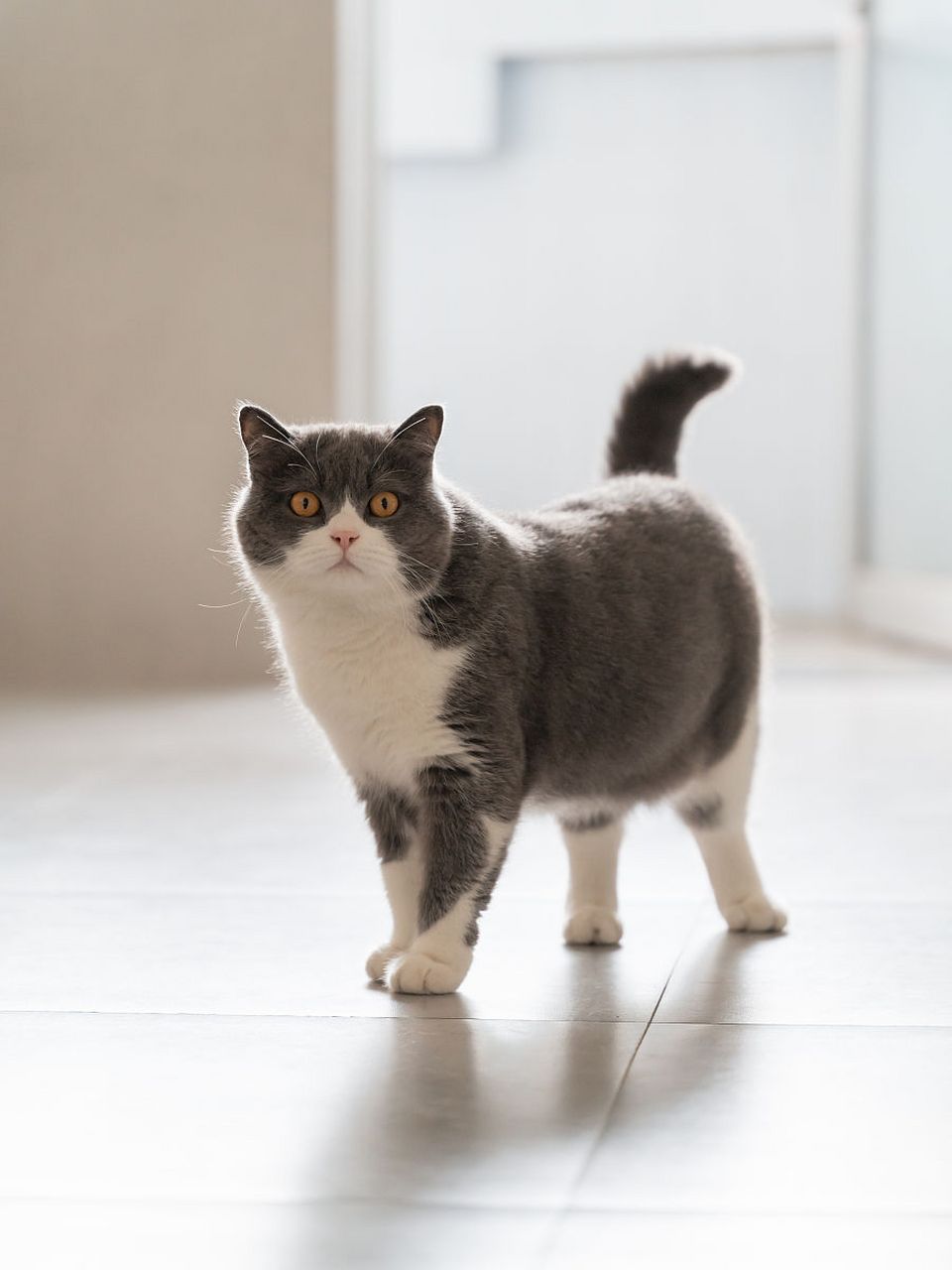英国短毛猫是一种受欢迎的猫咪品种,其特点在于它们圆润的身体,短而