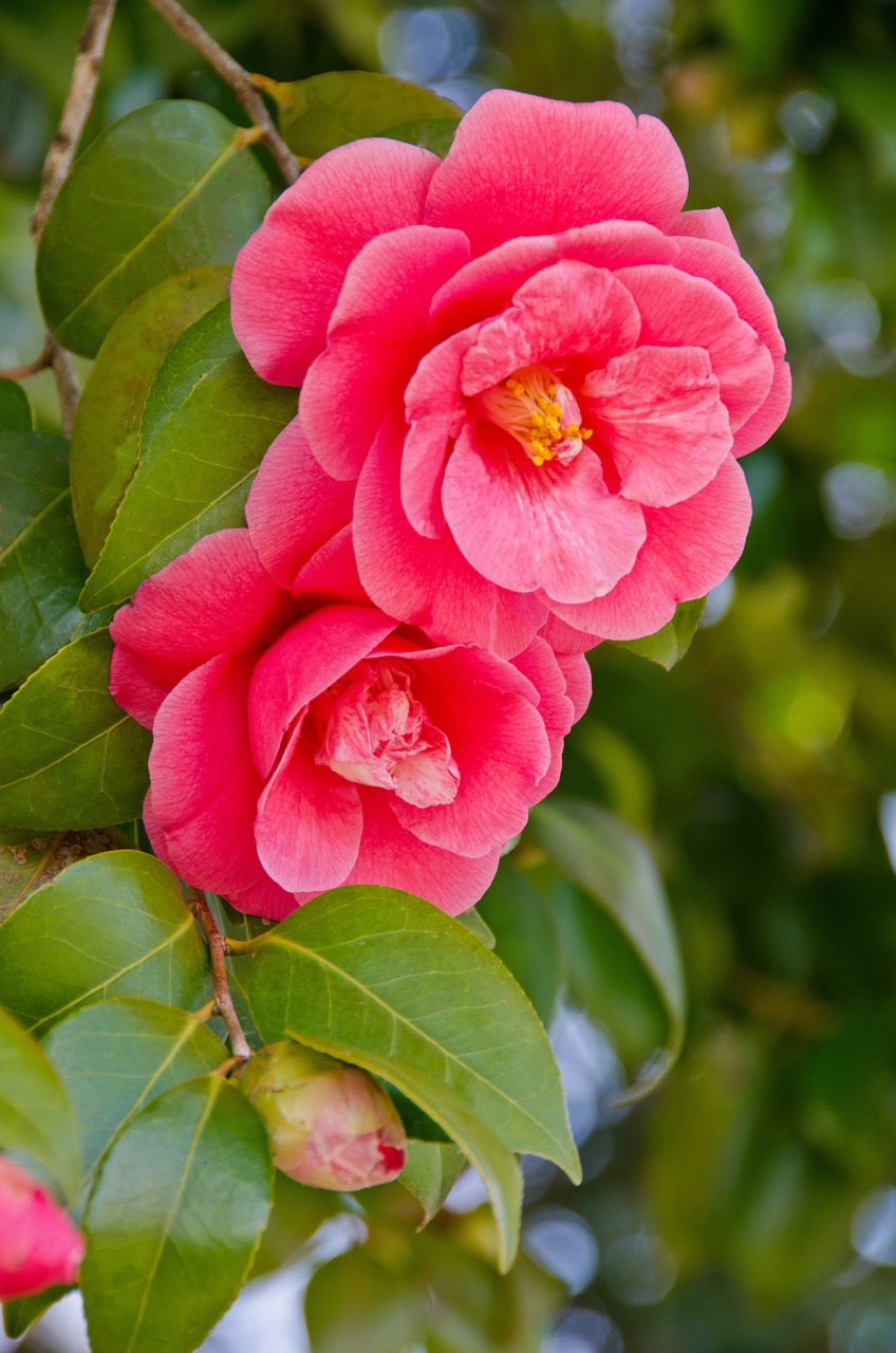 山茶花适合什么季节养殖?  你是否也像我一样喜欢山茶花?